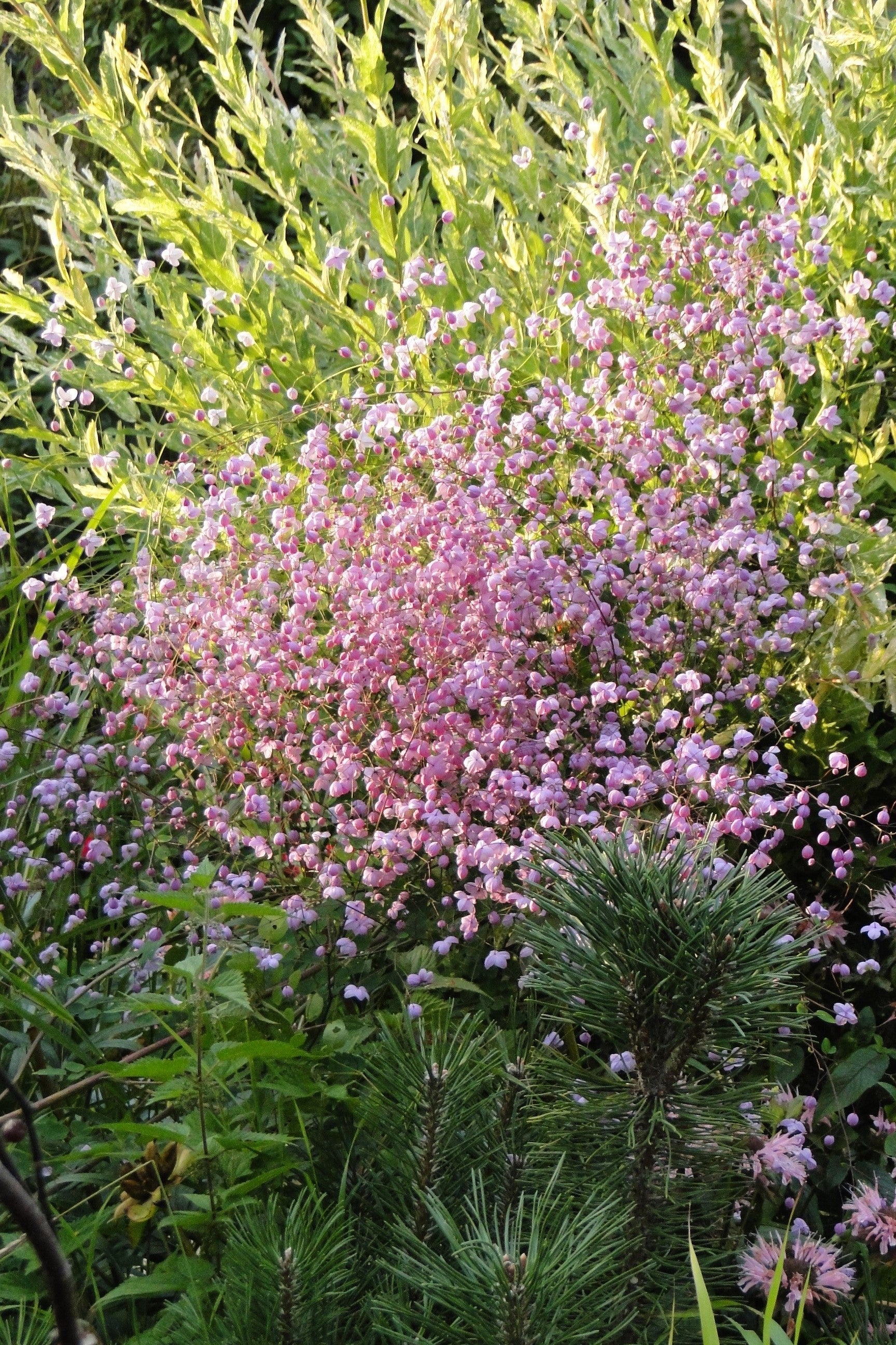 5 CHINESE MEADOW RUE Pink Yunnan Thalictrum Dipterocarpum Delavayi Flower Seeds