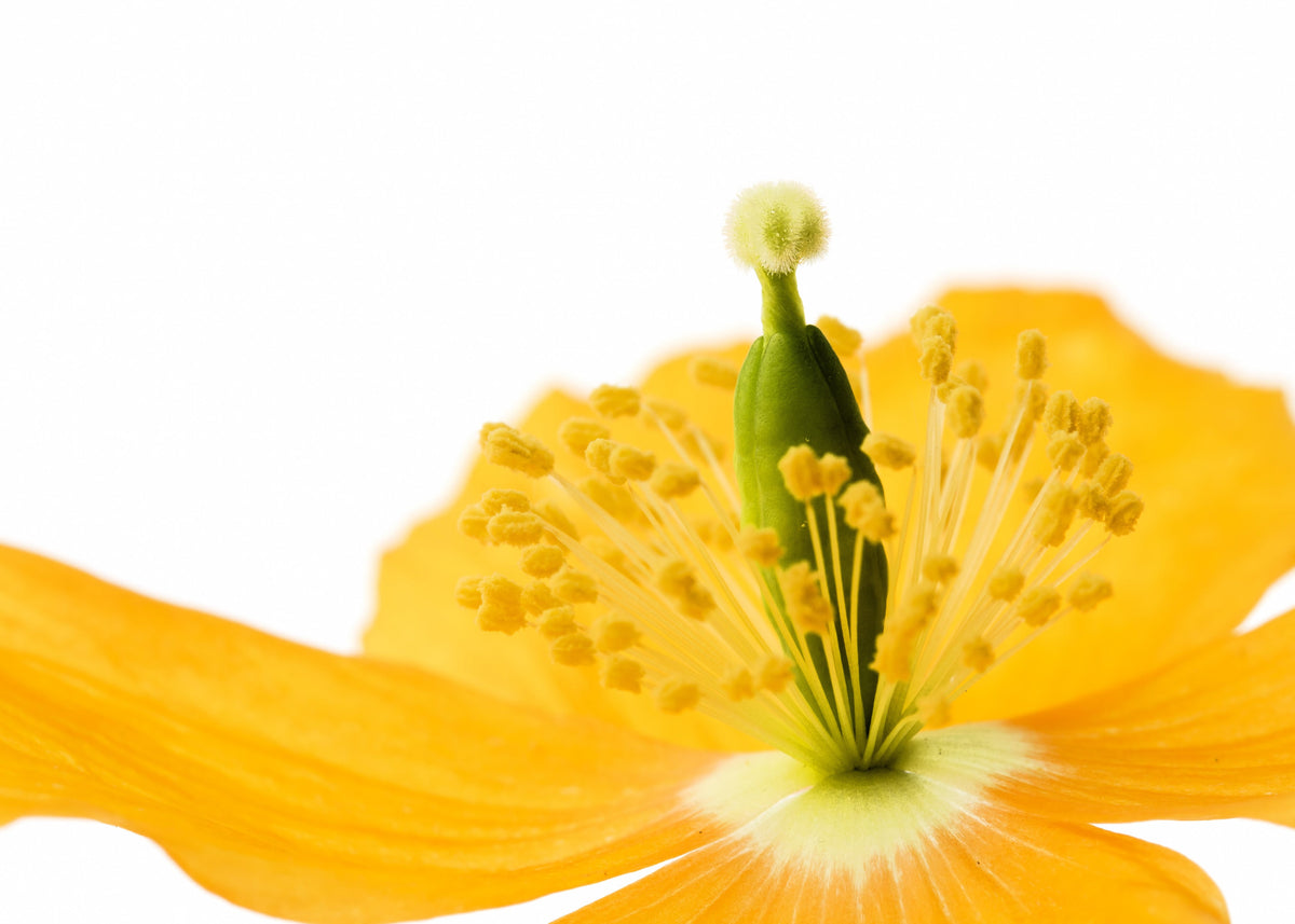 20 Yellow WELSH POPPY Meconopsis Papaver Cambricum Perennial Shade Flower Seeds