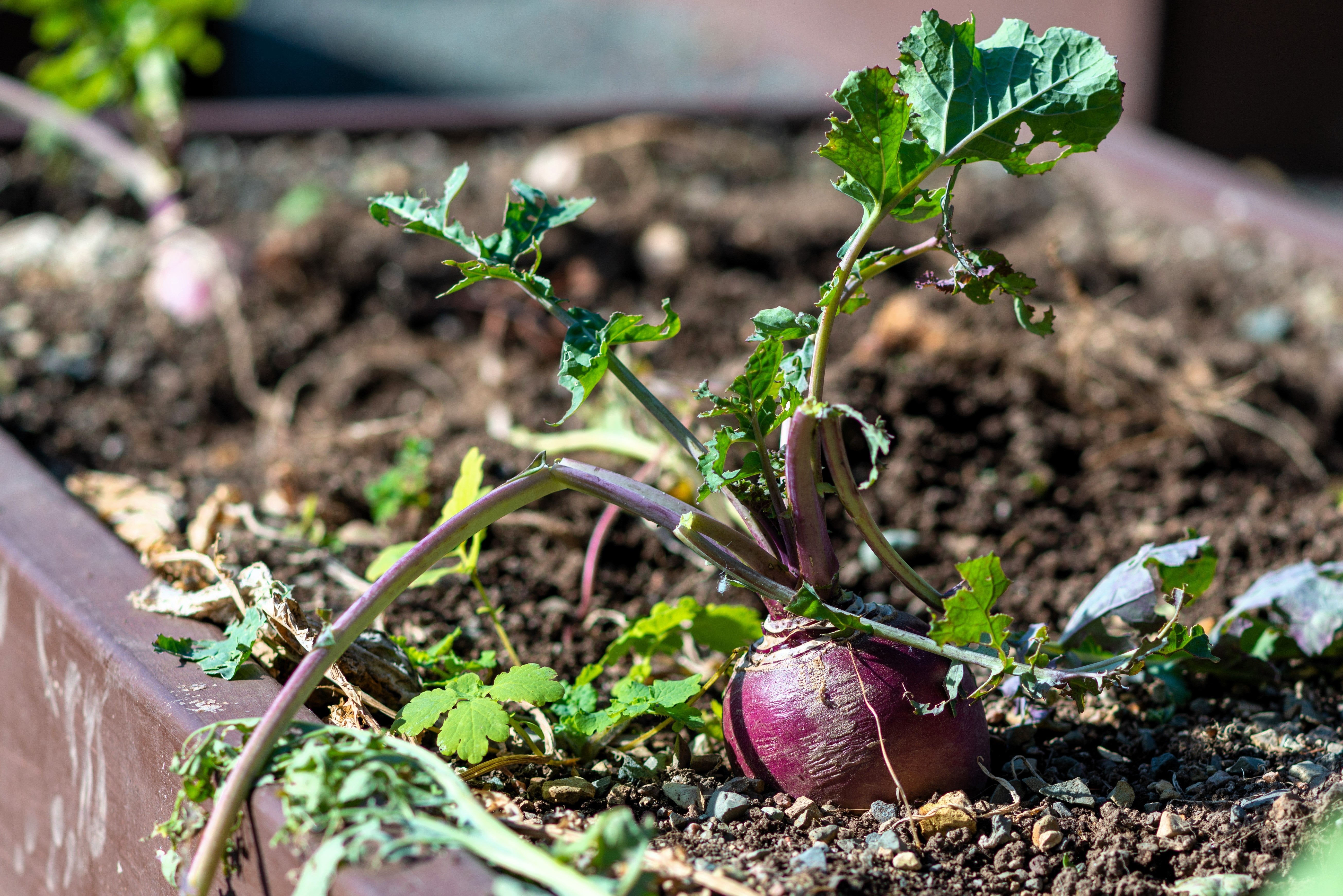 1500 American PURPLE TOP RUTABAGA Brassica Napus Root Vegetable & Greens Seeds