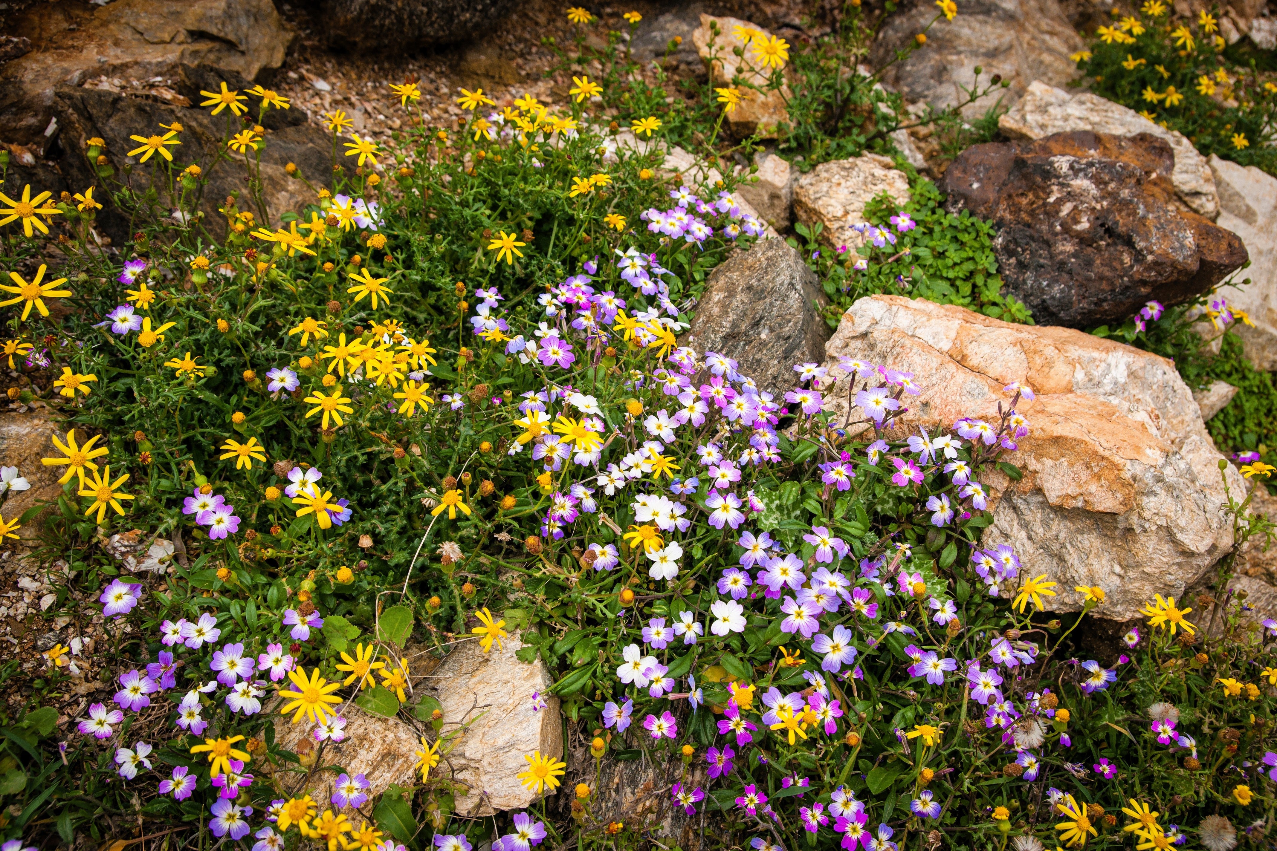 4000 VIRGINIA STOCK Malcolmia Maritima Flower Seeds