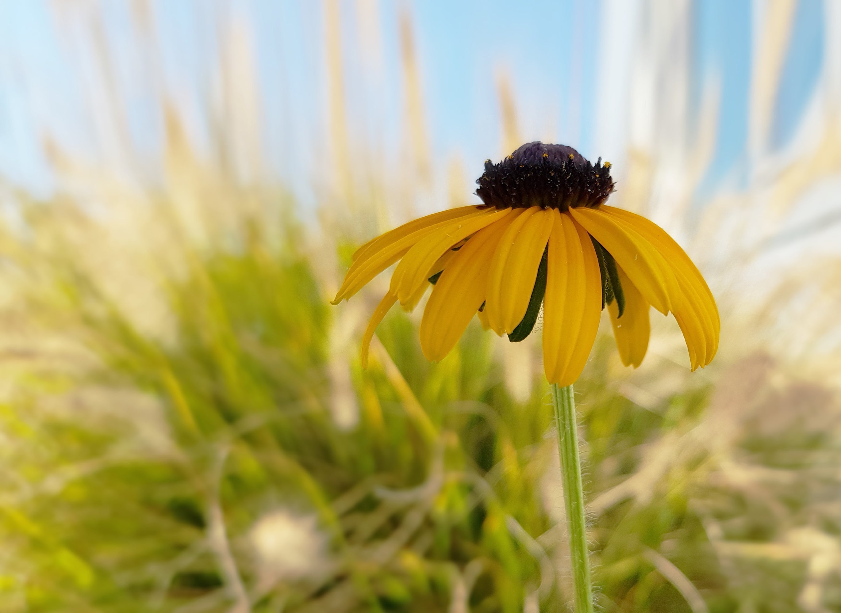 100 YELLOW CONEFLOWER Ratibida Pinnata Flower Seeds
