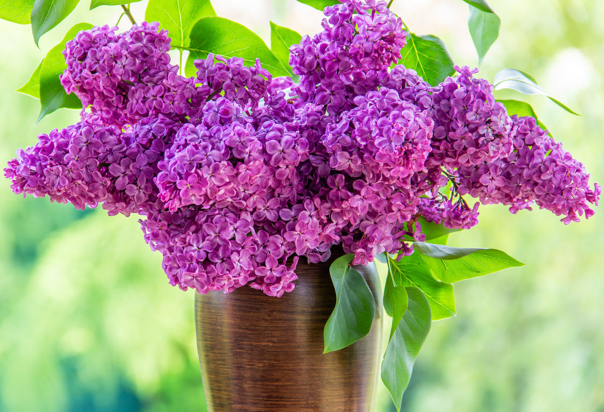 25 FRENCH / Old FASHIONED LILAC Syringa Vulgaris Flower Shrub Bush Seeds