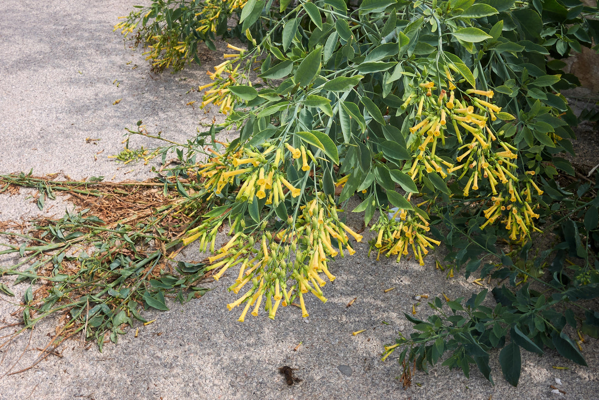 250 TREE TOBACCO Nicotiana Glauca Yellow Trumpet Flower Herb Shrub Seeds