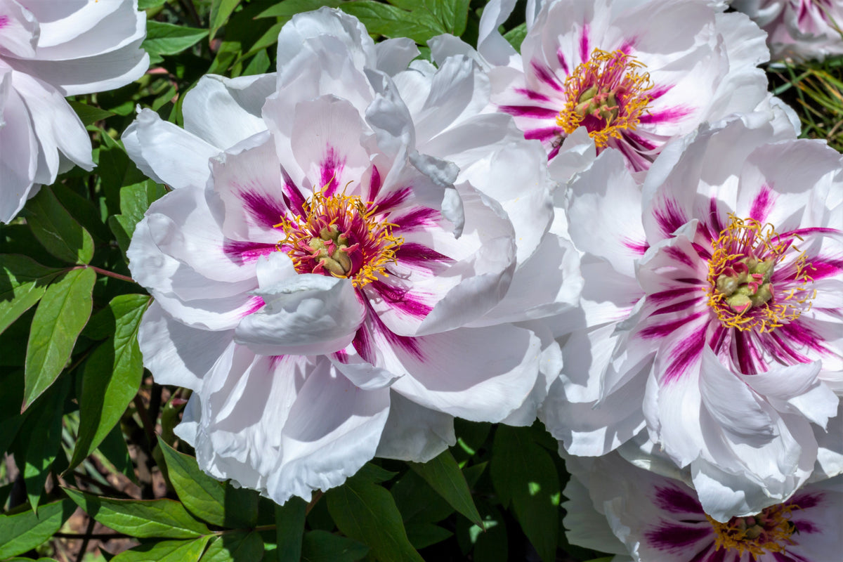 10 TREE PEONY Mountain Paeony Paeonia Suffruticosa Arborea Mixed Colors Red Pink White Purple Yellow Bicolor Flower Shrub Seeds