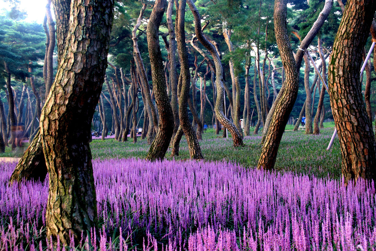 5 LILYTURF Liriope Muscari aka Big Blue Lily Turf / Monkey Grass Flower Seeds