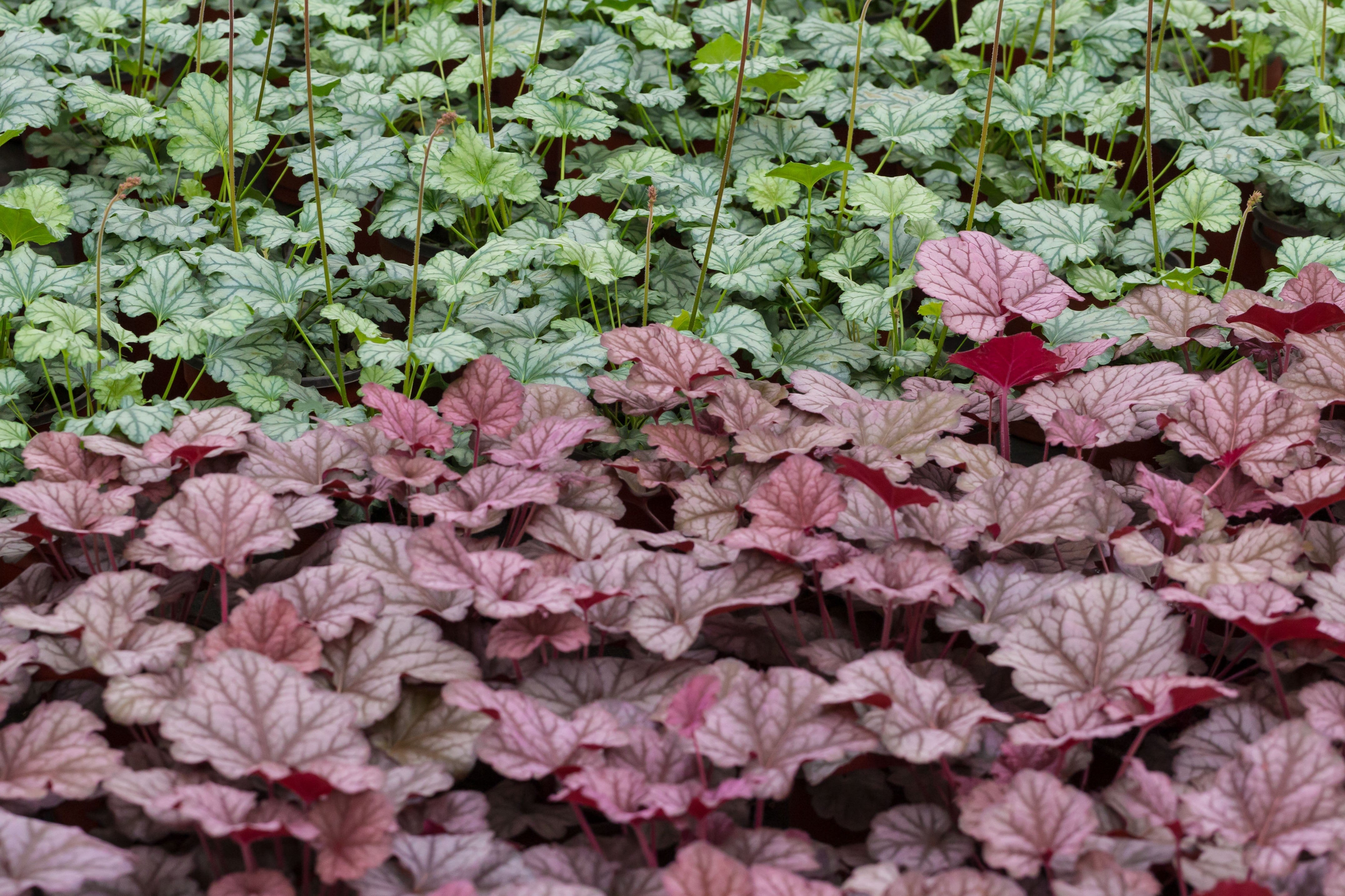 50 Palace Purple HEUCHERA / CORAL BELLS Micrantha Flower Seeds