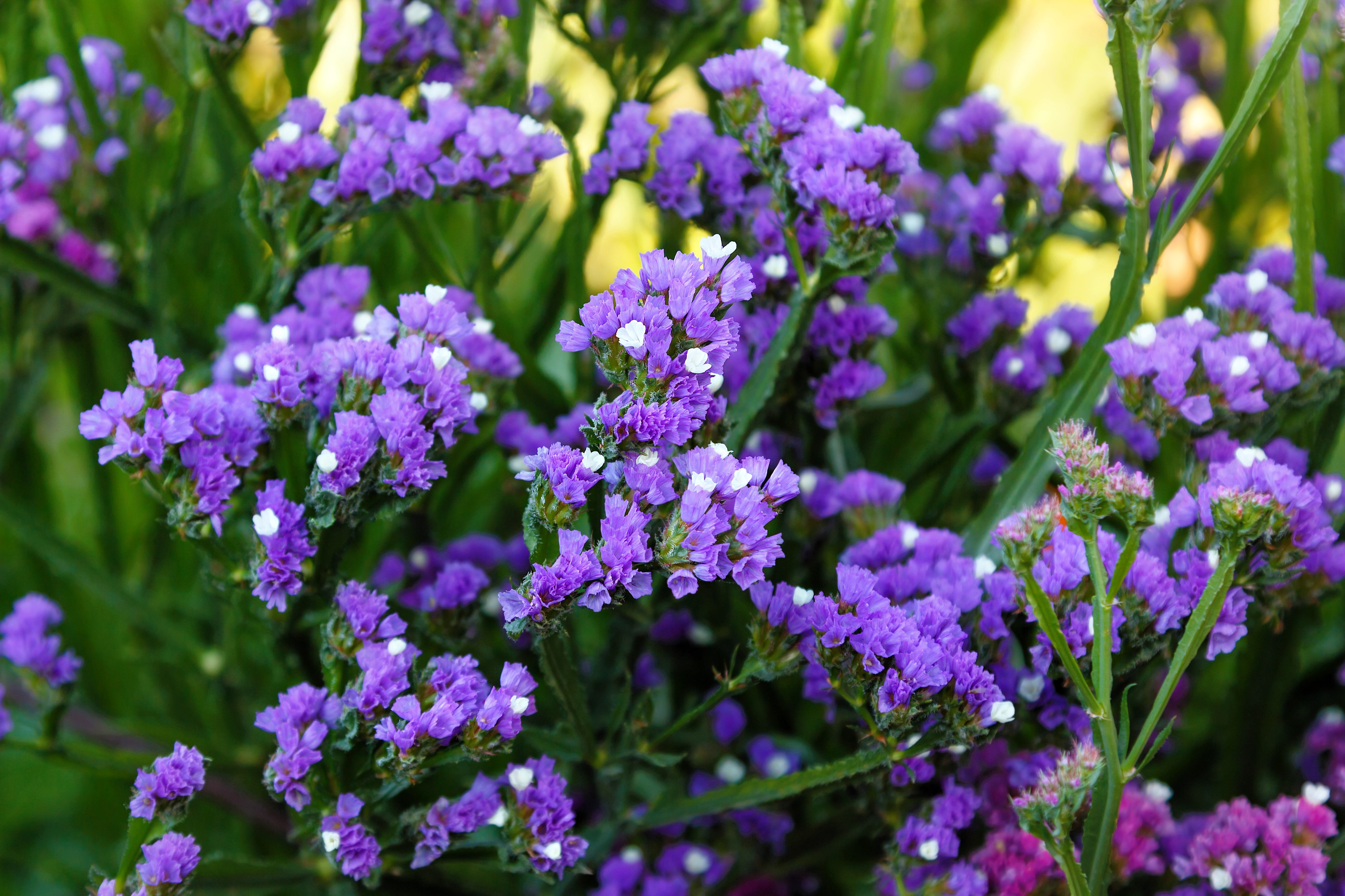 50 Purple STATICE / SEA LAVENDER Limonium Sinuatum Flower Seeds