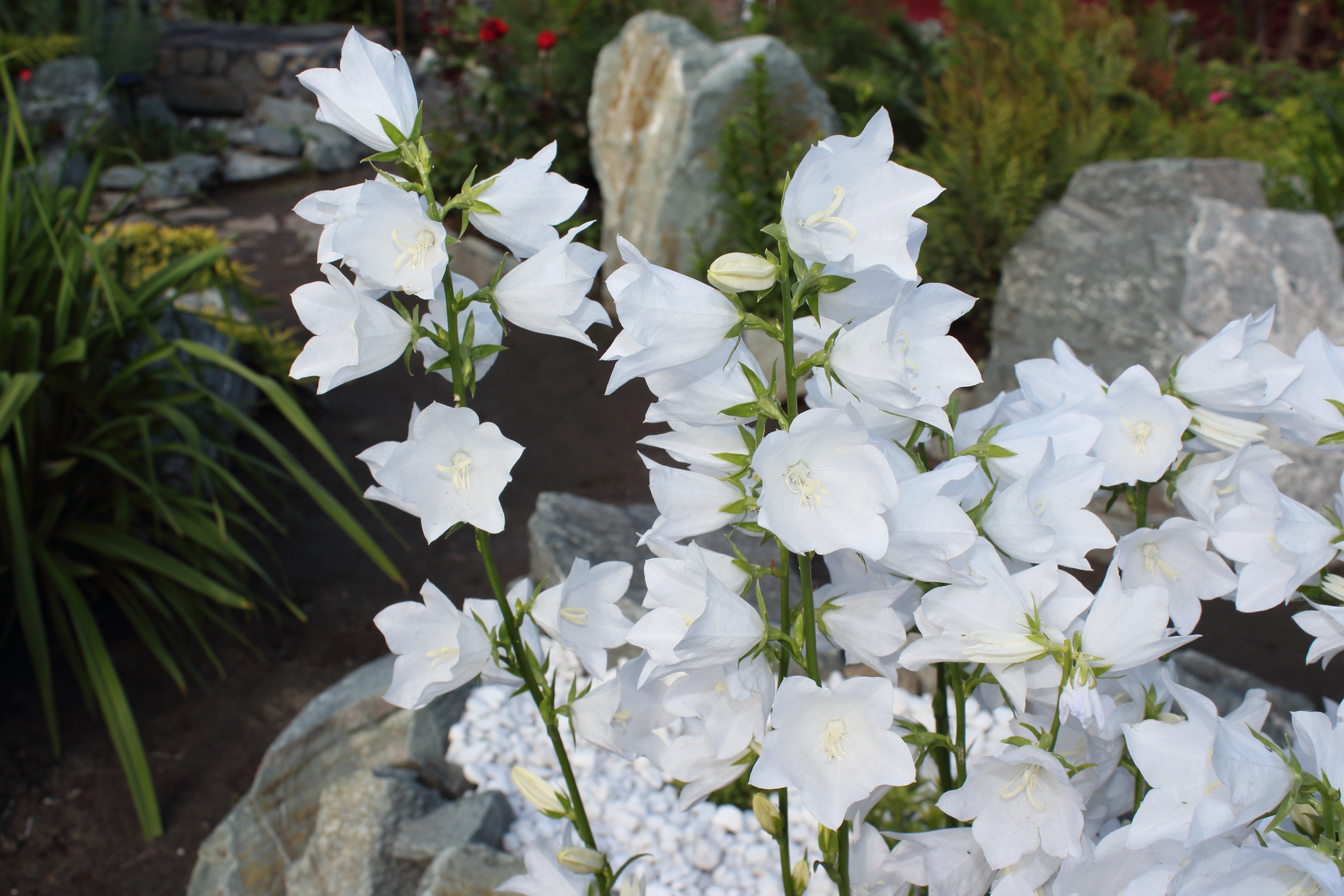 500 White PEACH LEAVED BELLFLOWER Campanula Persicifolia Flower Seeds