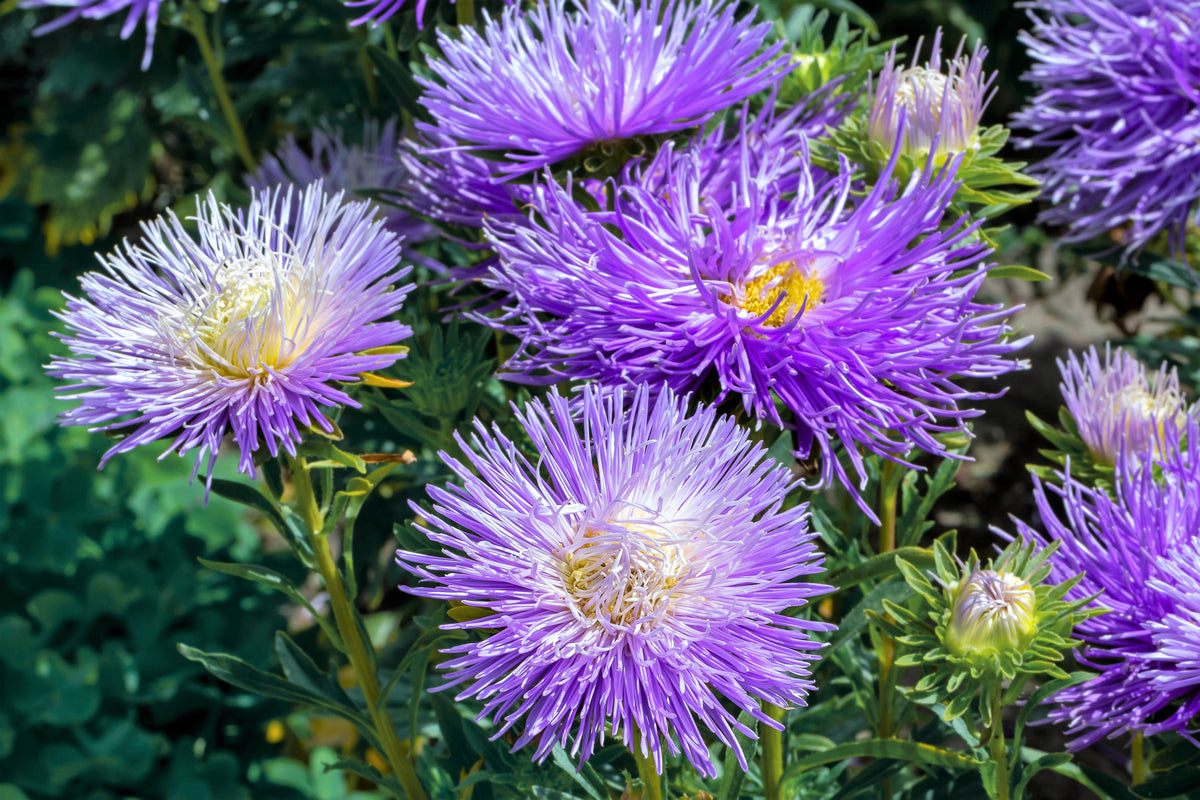 30 VIOLET Purple NEEDLE ASTER Callistephus Chinensis Unicom Flower Seeds