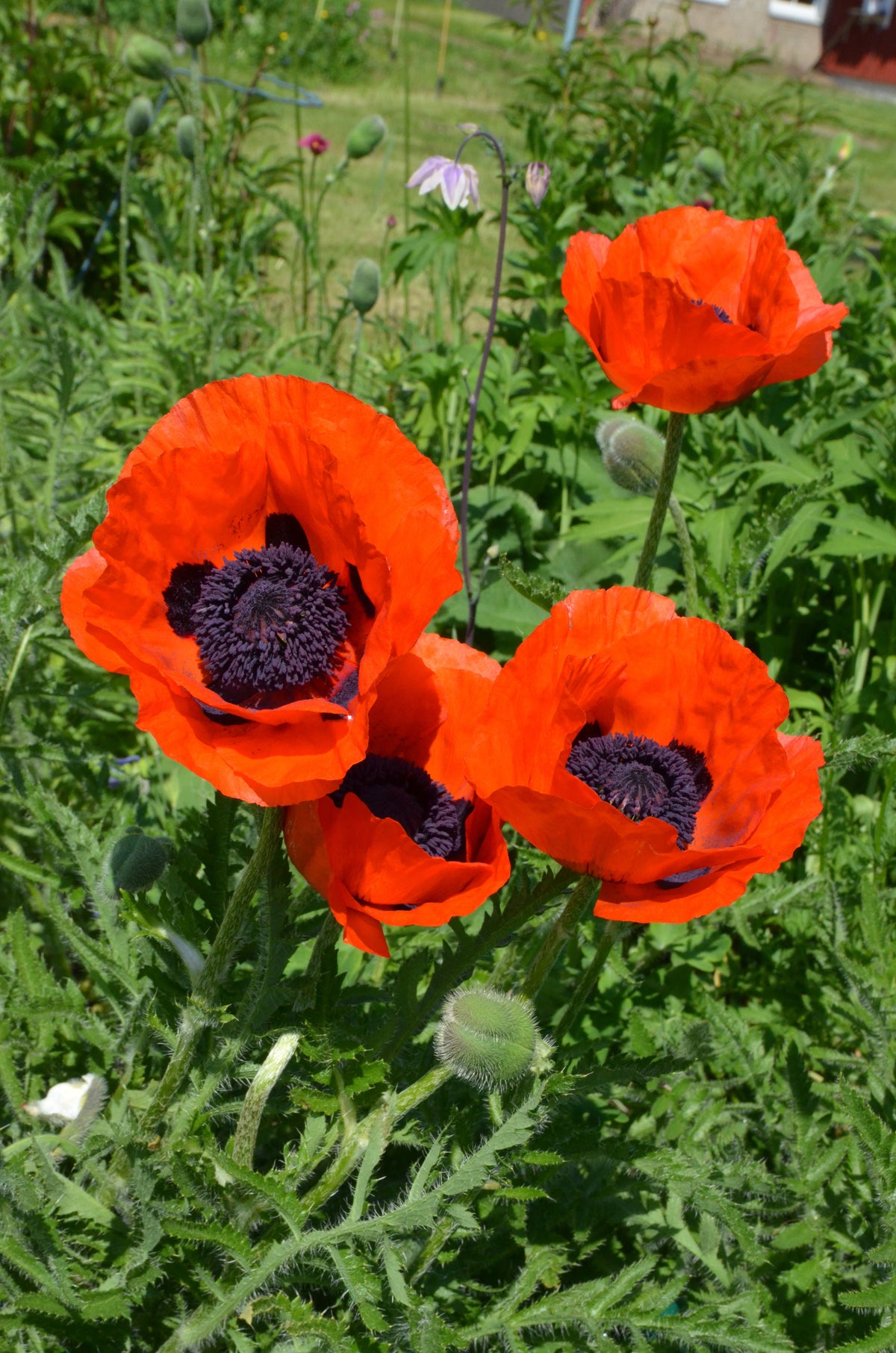 100 BEAUTY Of Livermere ORIENTAL POPPY Papaver Orientale Flower Seeds