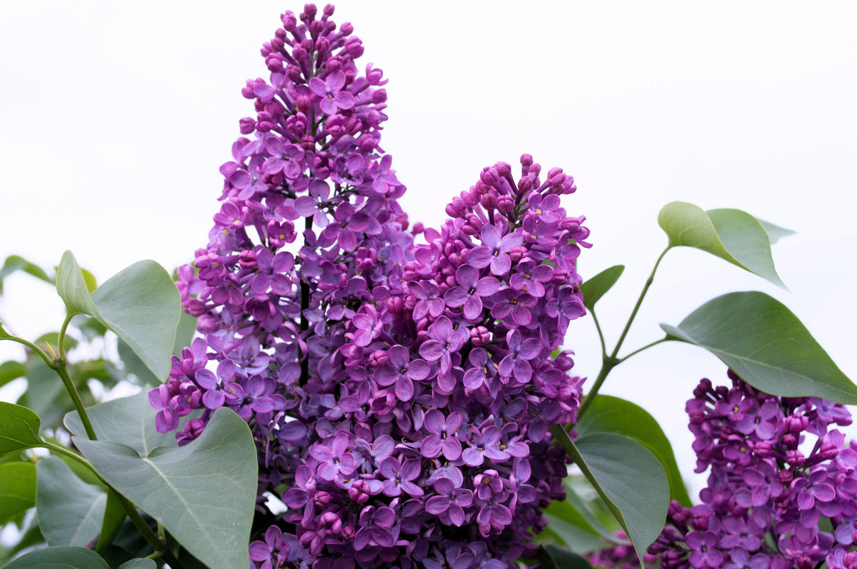 25 FRENCH / Old FASHIONED LILAC Syringa Vulgaris Flower Shrub Bush Seeds