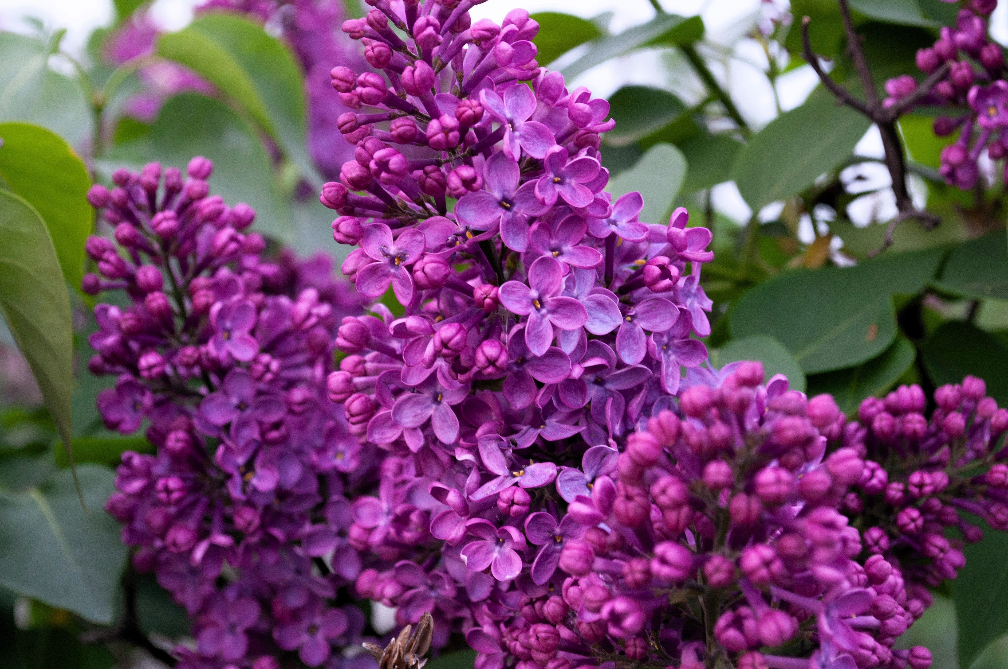 25 FRENCH / Old FASHIONED LILAC Syringa Vulgaris Flower Shrub Bush Seeds
