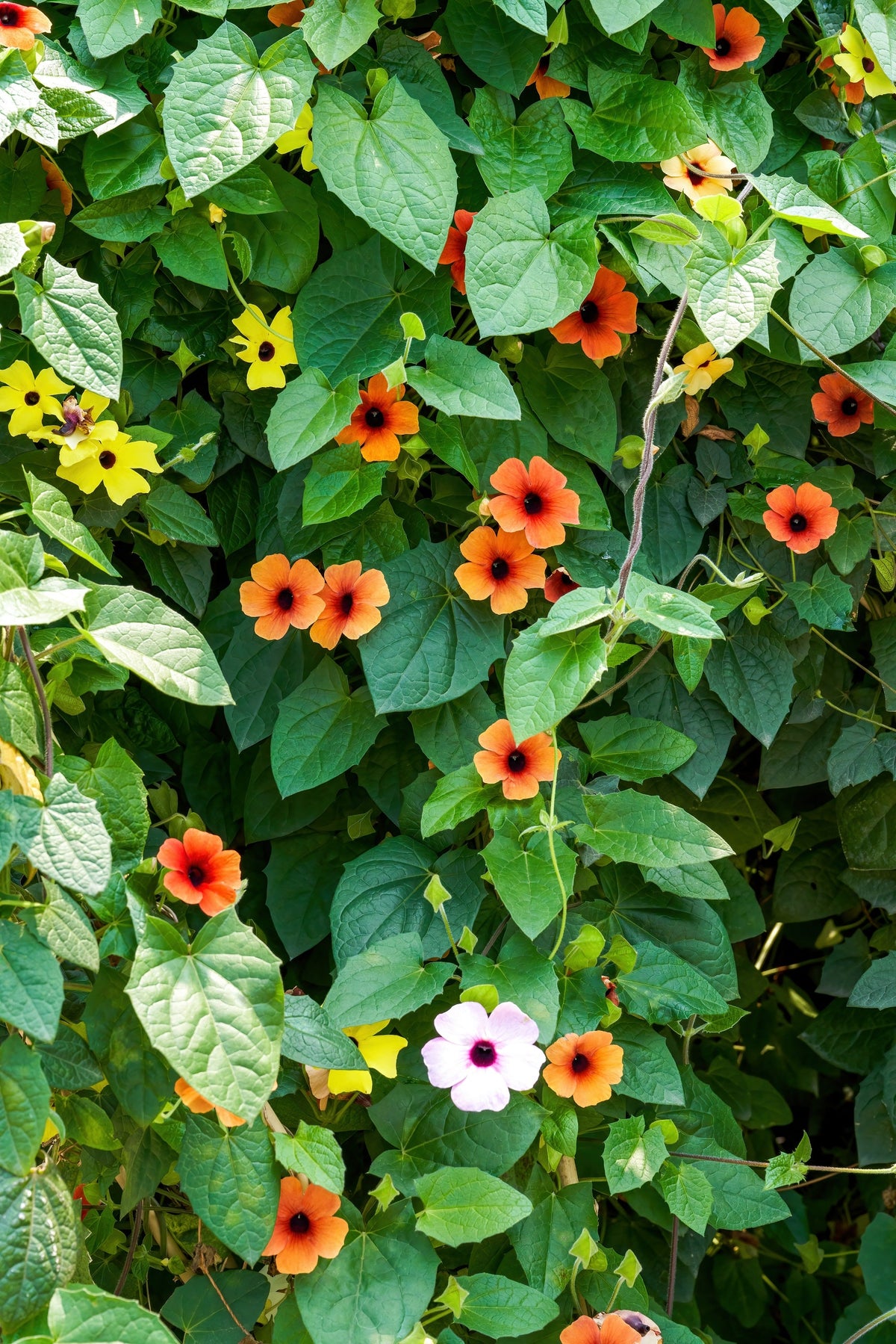 25 MIXED THUNBERGIA Alata VINE Black Eyed Susan Orange White Yellow Flower Seeds
