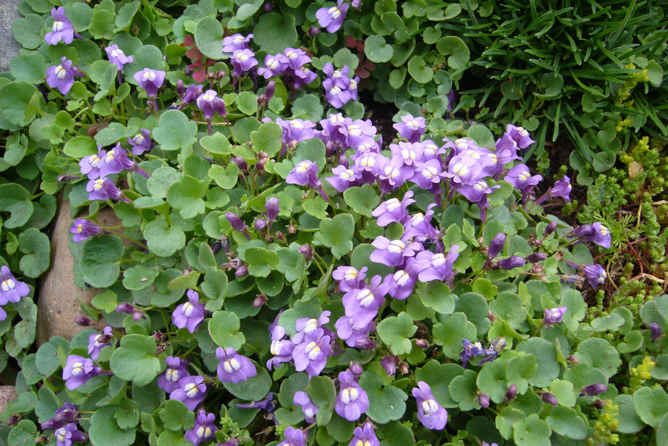 100 KENILWORTH IVY (Ivy-Leaved Toadflax) Cymbalaria Muralis Vine Flower Seeds