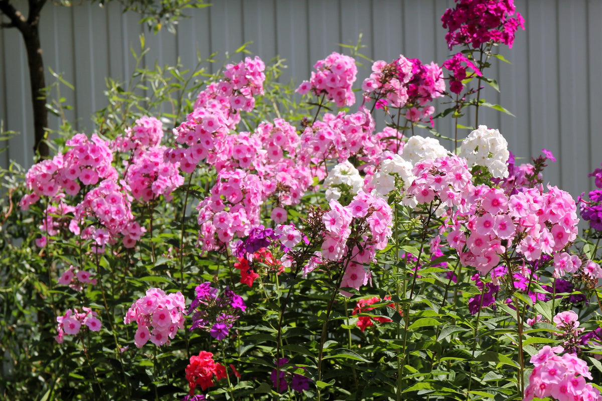 100 PINK DRUMMOND PHLOX Phlox Drummondii Flower Seeds