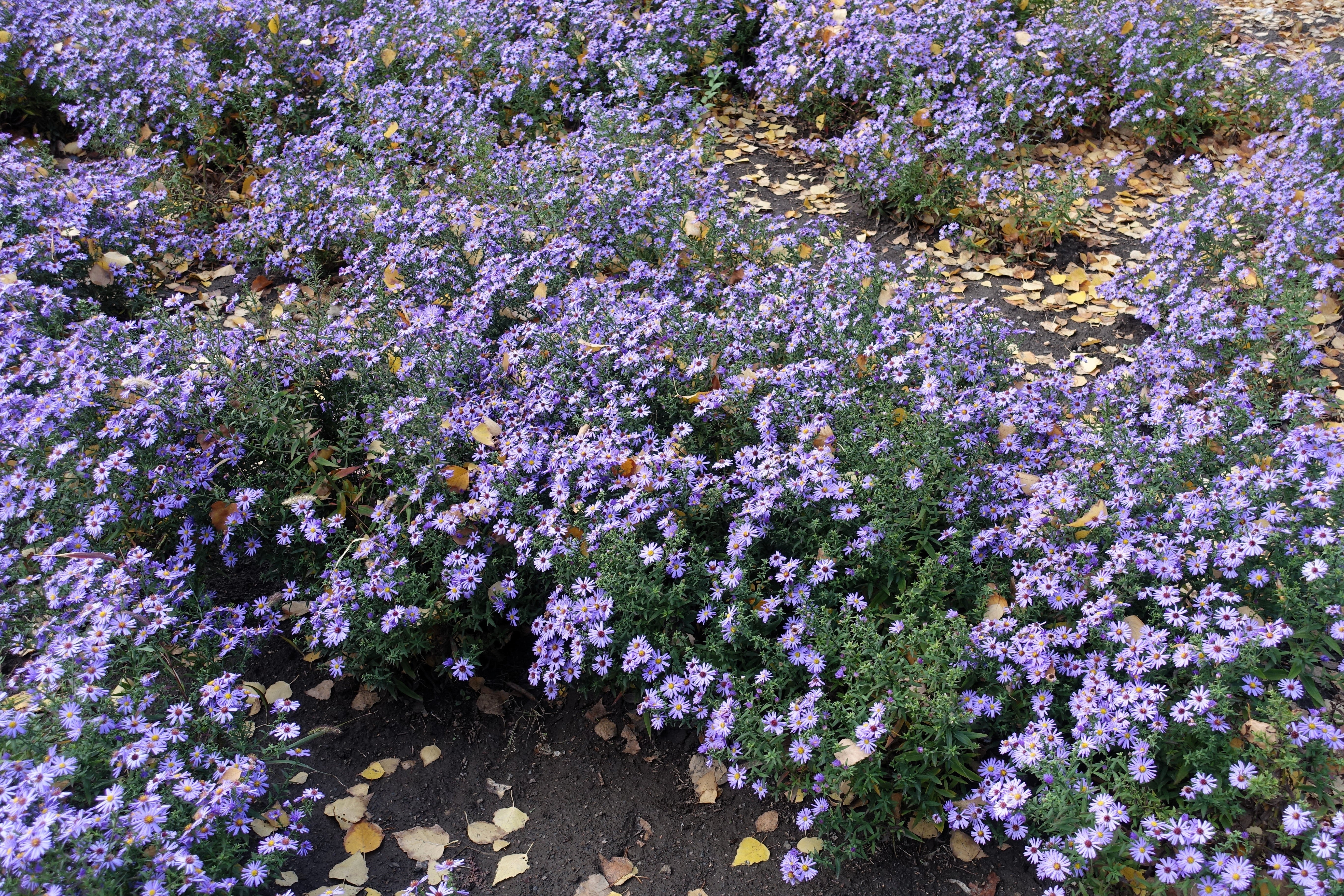 50 Blue RICE BUTTON ASTER Dumosus Flower Seeds