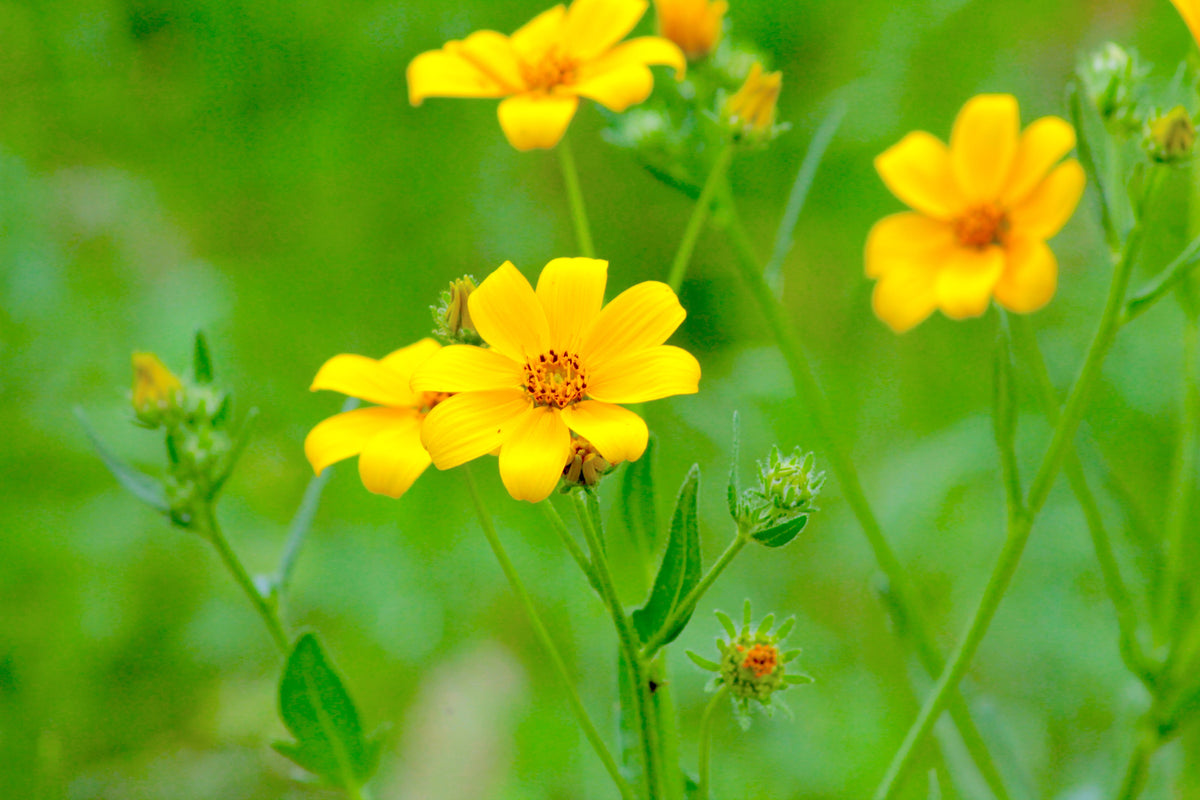200 Yellow SWAMP MARIGOLD Bidens Aristosa Mutica Flower Seeds
