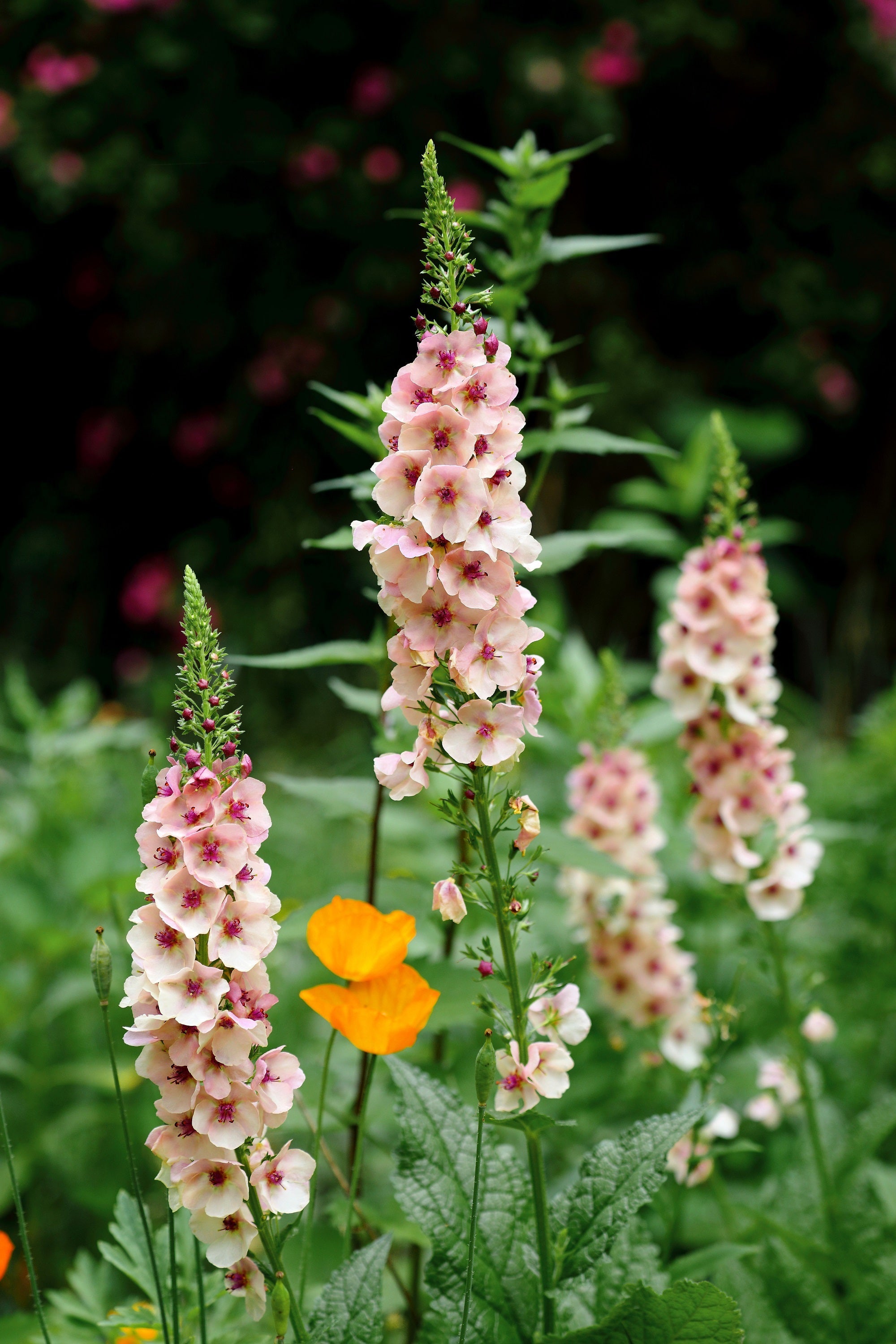 100 MIXED COLORS VERBASCUM Verbascum Phoeniceum Flower Seeds