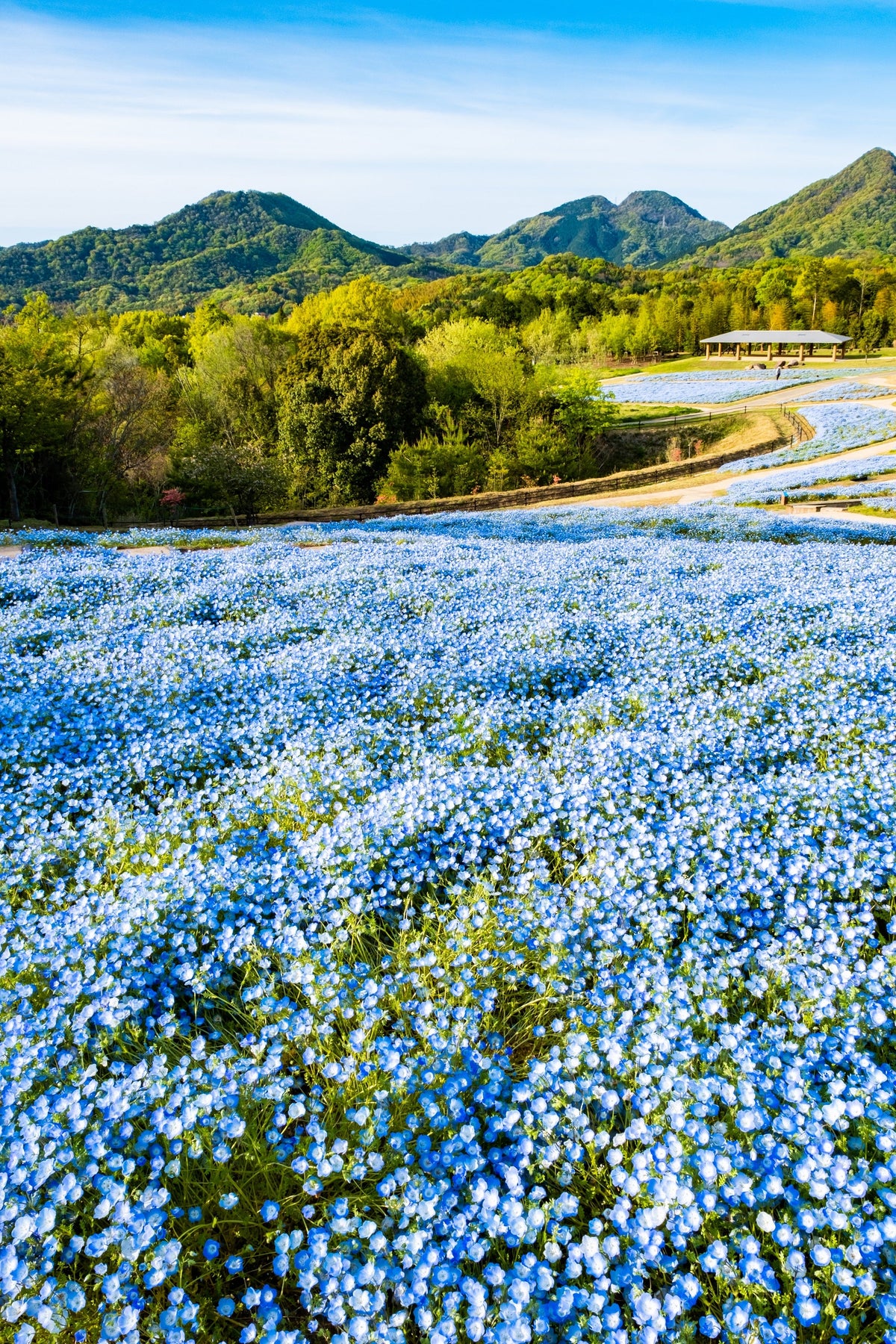 250 BABY BLUE EYES Nemophila Menziesii Fragrant Butterfly Flower Seeds