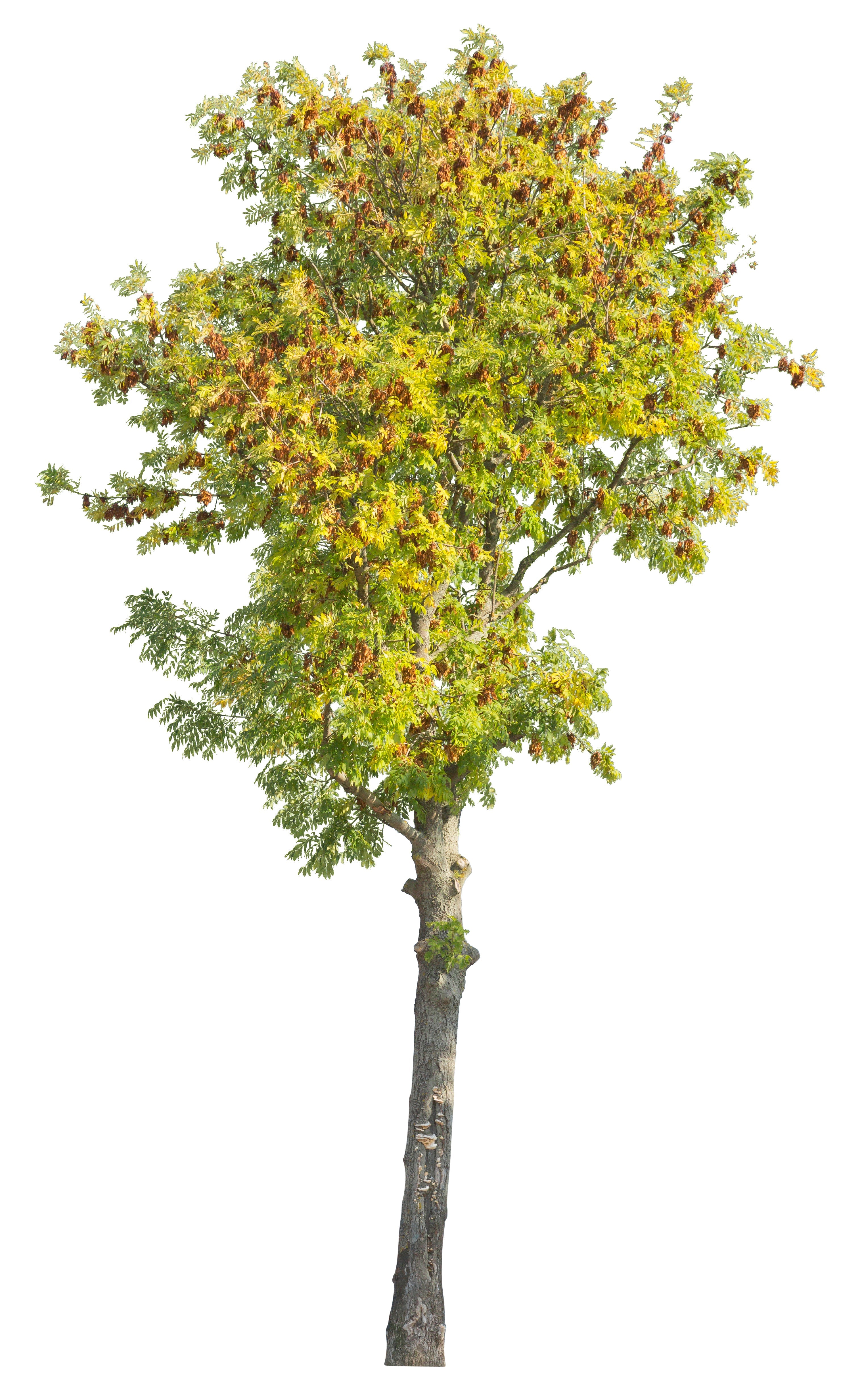 10 DWARF GOLDEN RAIN TREE Koelreuteria Paniculata Nana Yellow Flower Seeds