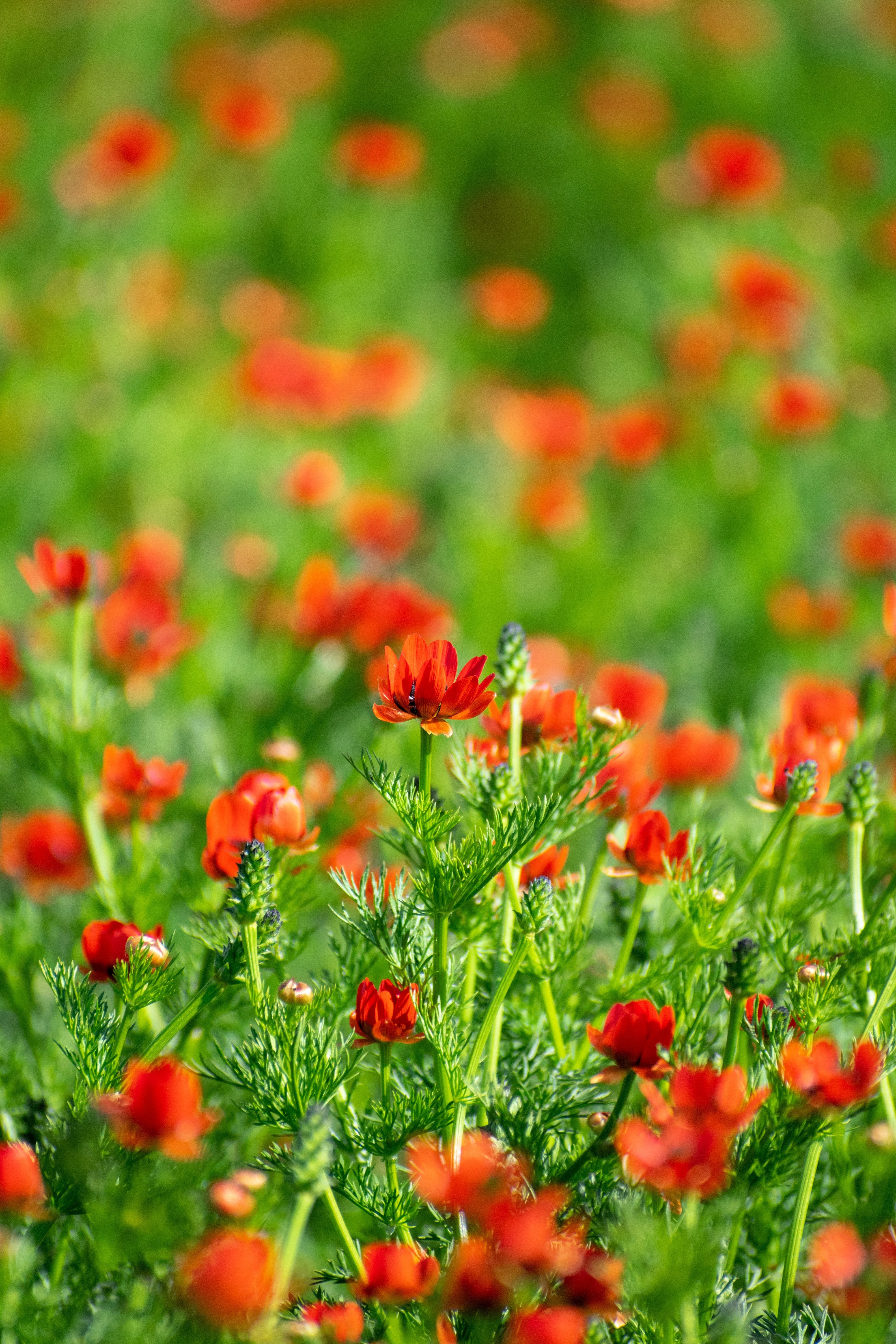 10 ADONIS PHEASANTS EYE Adonis Aestivalis Red & Black Flower Seeds
