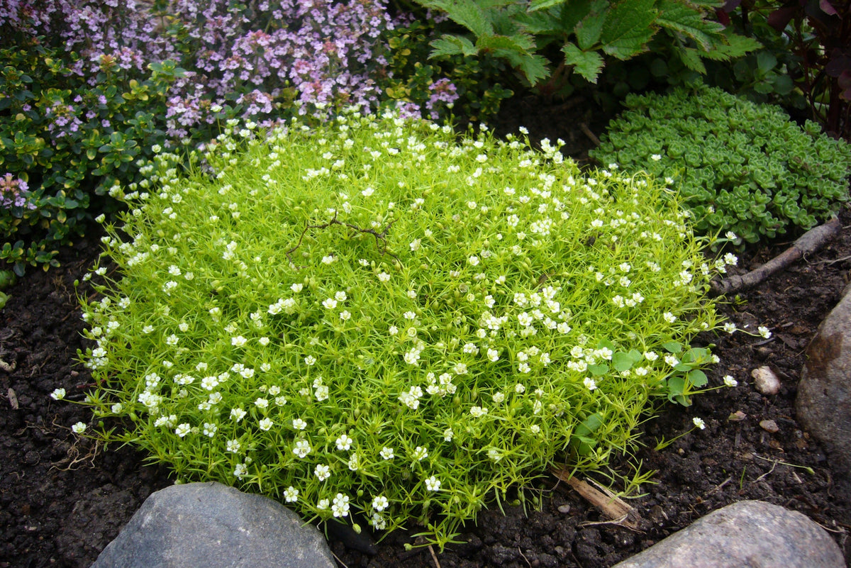 50 IRISH MOSS Groundcover Heath Pearlwort Sagina Subulata White Flower Seeds