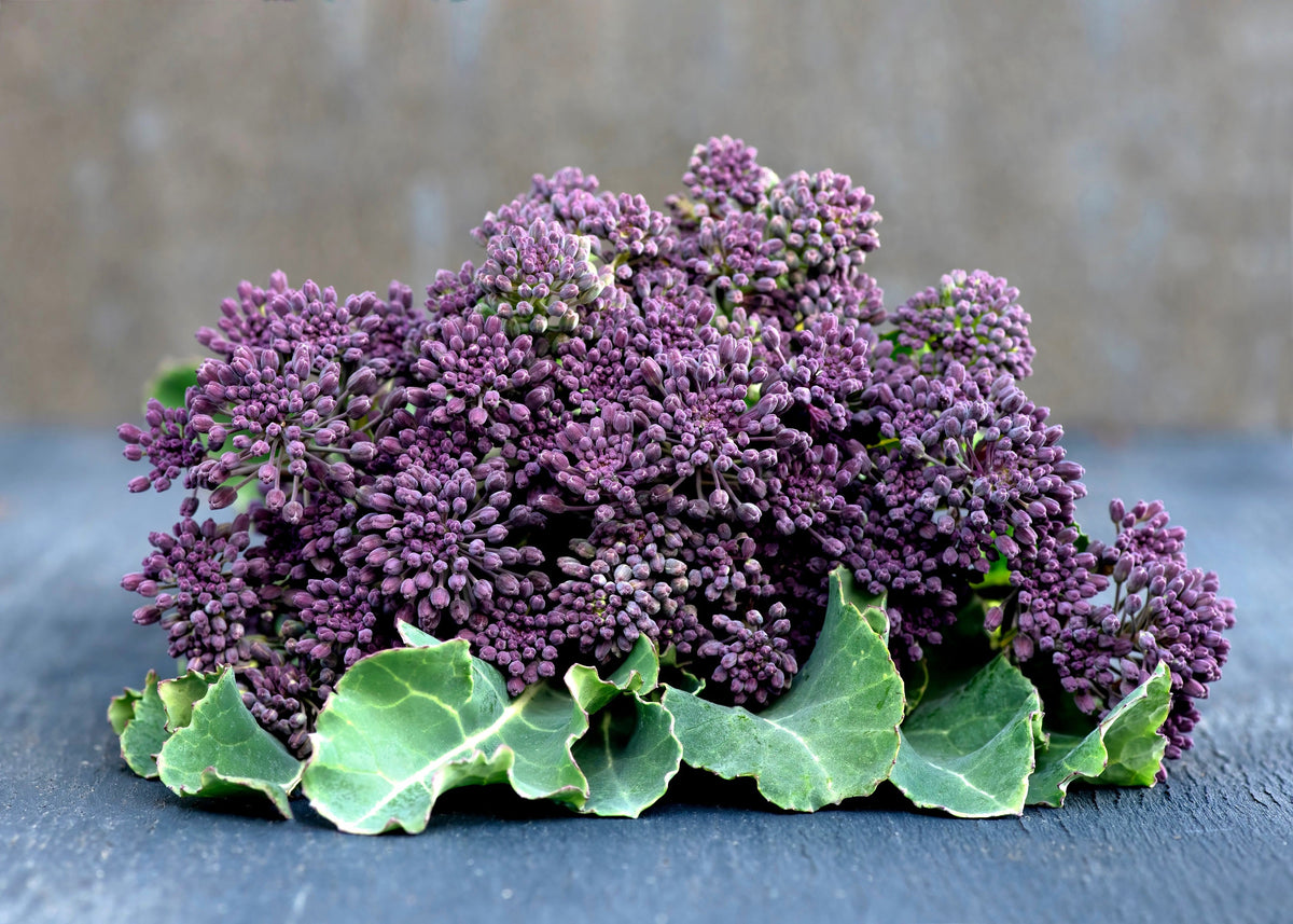200 PURPLE SPROUTING BROCCOLI Brassica Oleracea Vegetable Seeds