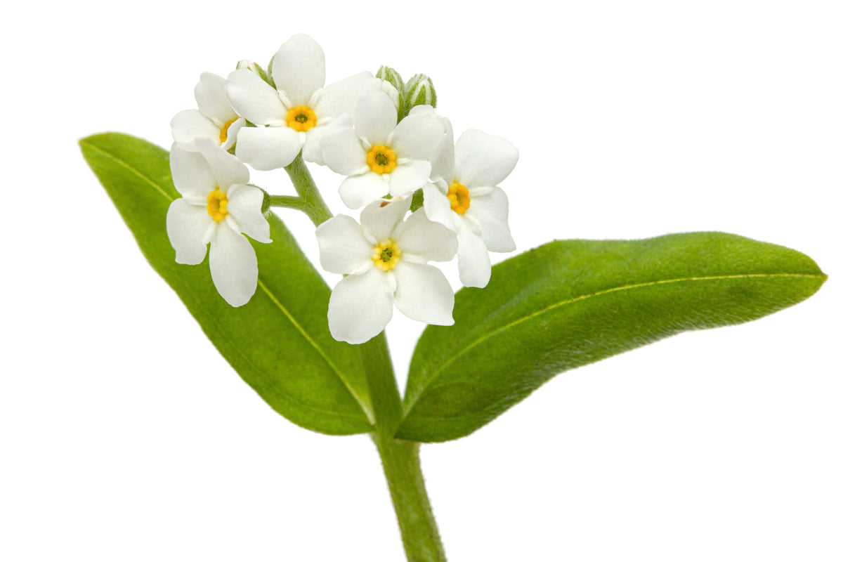 100 Victoria WHITE FORGET Me NOT Myosotis Alpestris Shade or Sun Flower Seeds