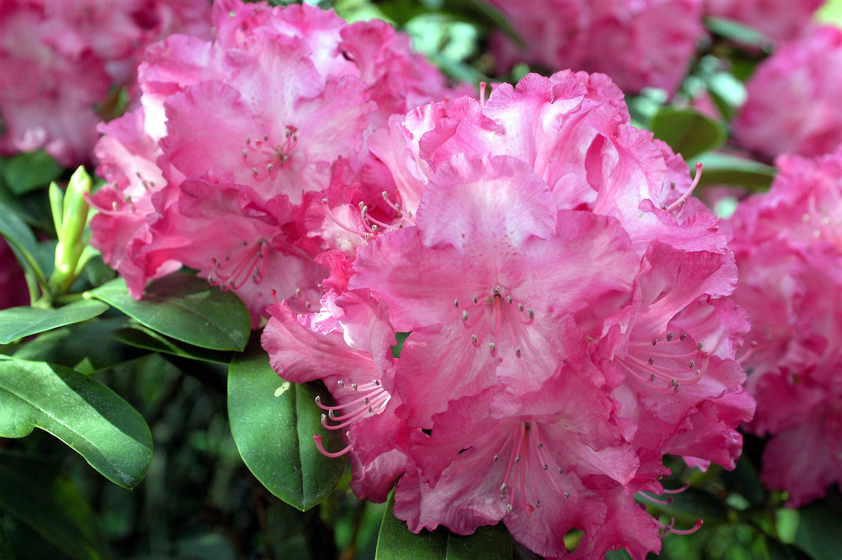 50 MIXED HYBRIDS RHODODENDRON spp. Mixed Colors - Red, Pink, Purple, White, Yellow, Orange Flower Sun or Shade Bush Shrub Seeds