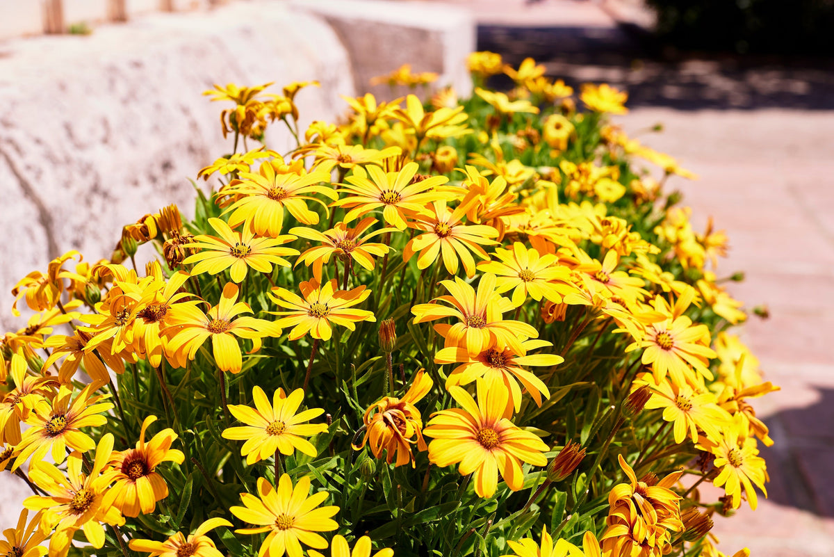 1000 MIXED AFRICAN DAISY ( Cape Marigold / Sun Marigold ) Dimorphotheca Sinuata Flower Seeds