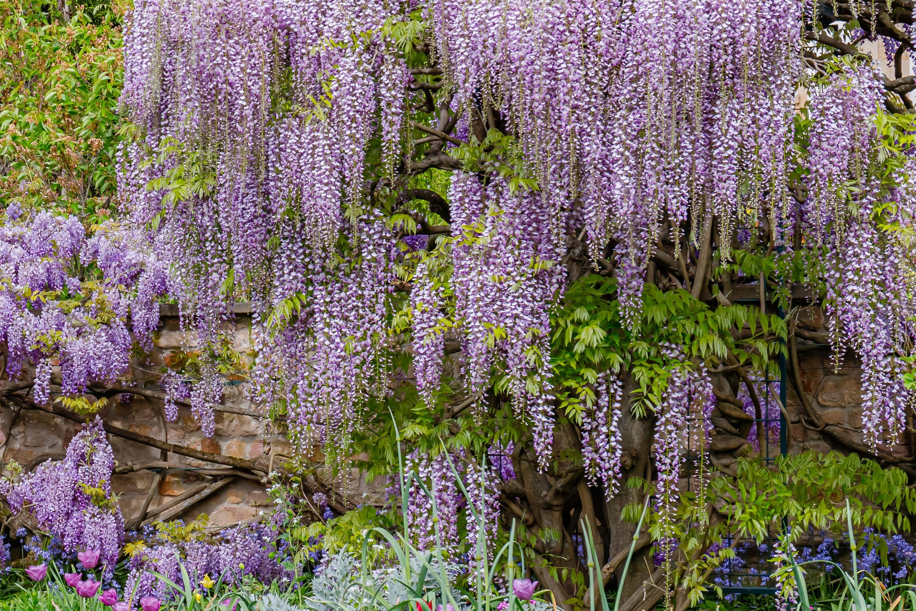 5 JAPANESE WISTERIA Floribunda Flower Purple Ornamental Vine Climber Seeds