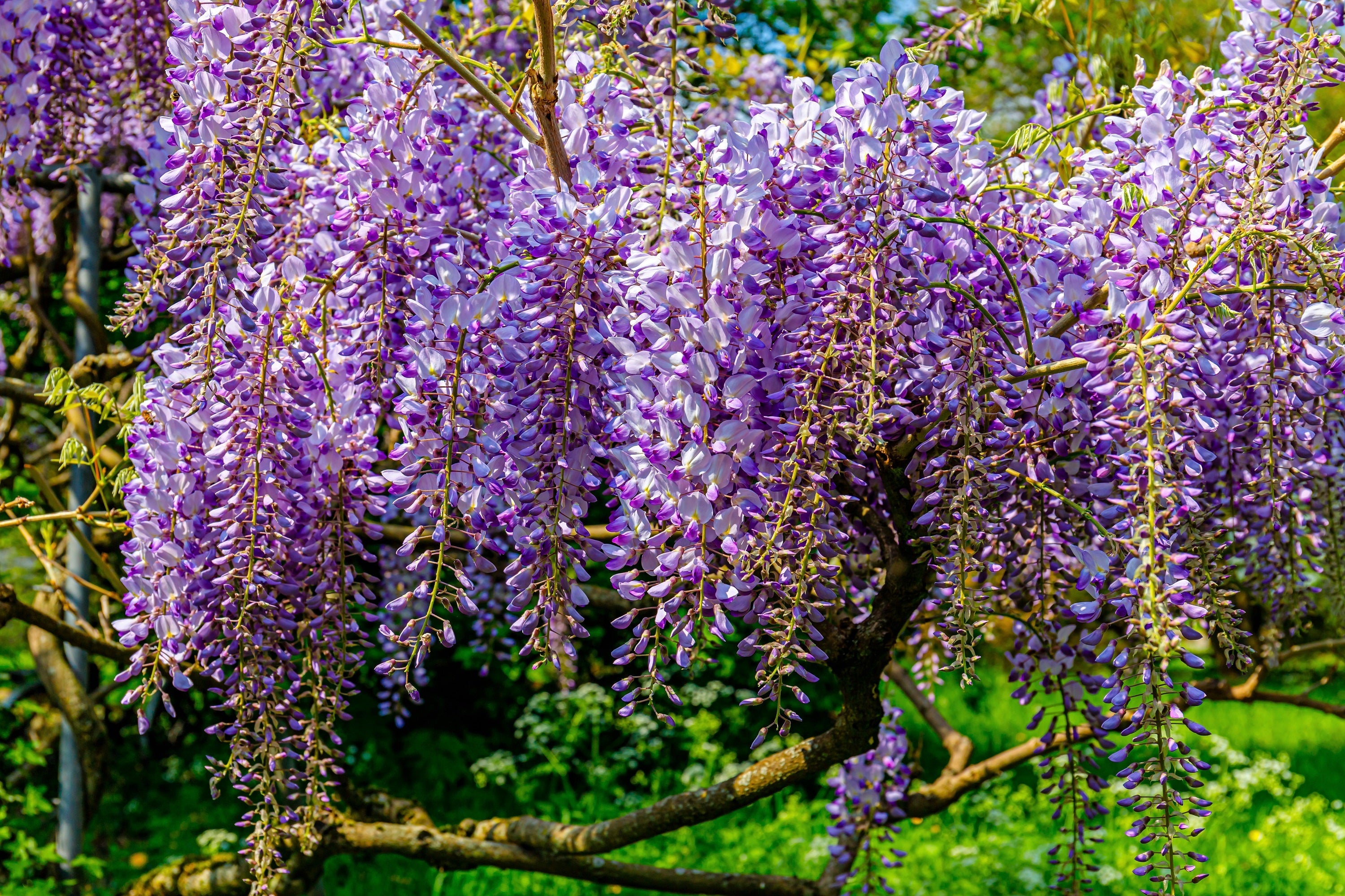 5 BLUE CHINESE WISTERIA Sinensis Ornamental Vine Climber Blue Violet Purple Flower Seeds