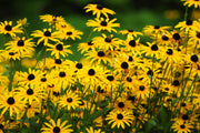 2000 BLACK EYED SUSAN Rudbeckia Hirta Yellow Heirloom Native Flower Seeds