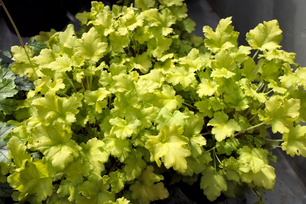 1200 Mixed Colors CORAL BELLS HEUCHERA Shade Flower Seeds