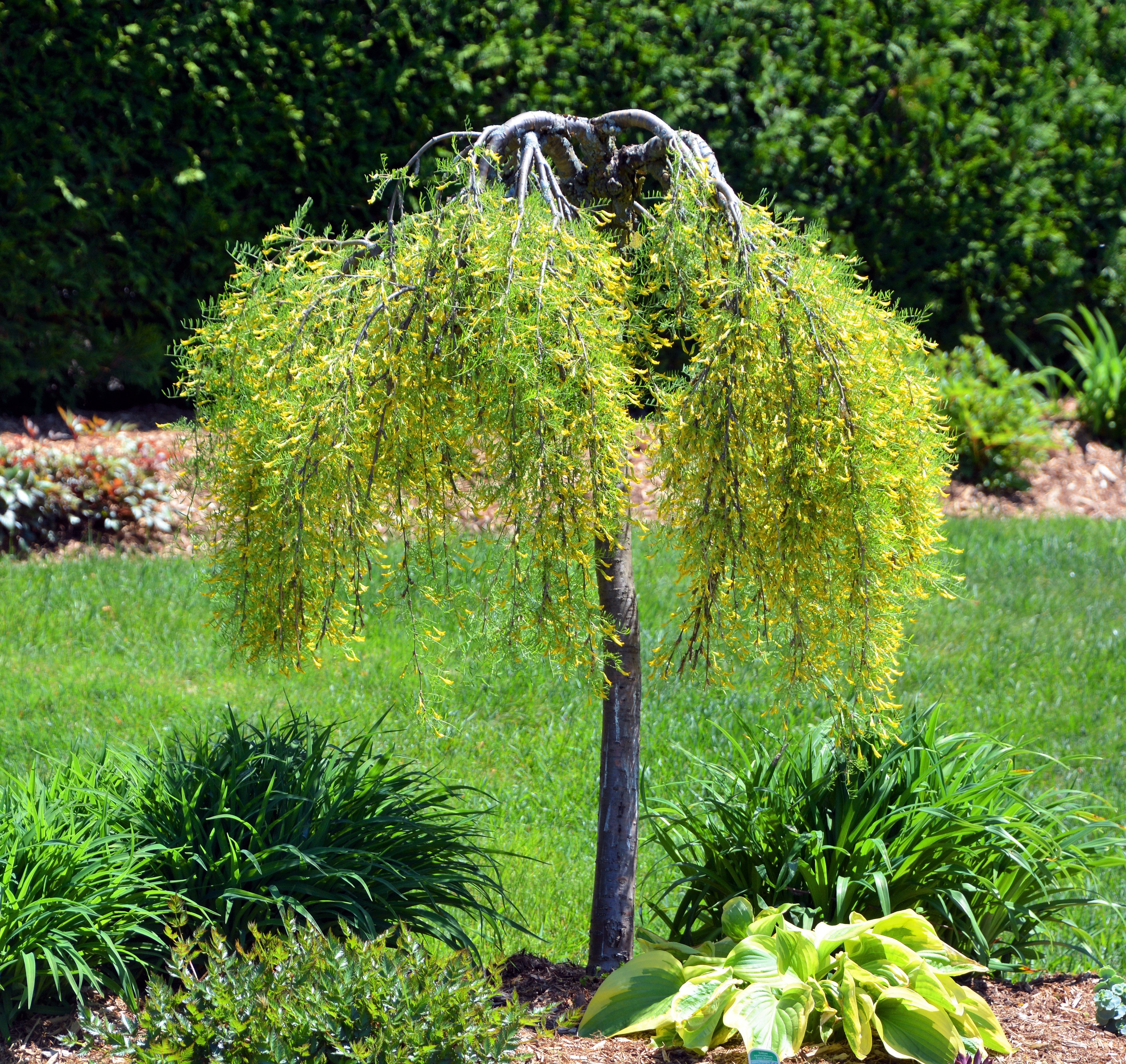 25 SIBERIAN PEASHRUB Caragana Arborescens Peatree Yellow Flower Legume Vegetable Seeds