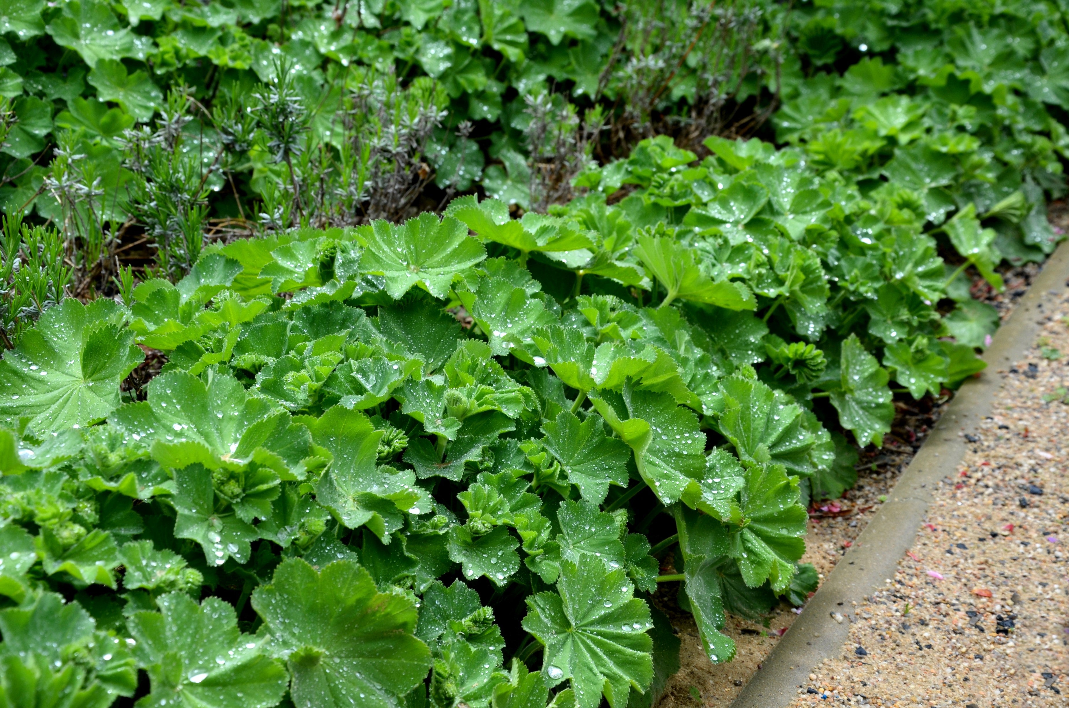 100 LADYS MANTLE Alchemilla Mollis Flower Seeds