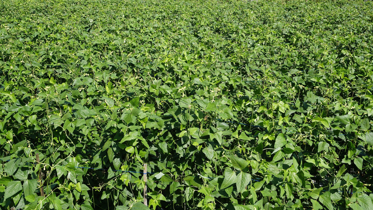 100 BLACKEYE PEA (Cow Pea / Cowpea / Southern Pea / Blackeyed Pea / Black Eye Pea) Vigna Unguiculata Vegetable Seeds