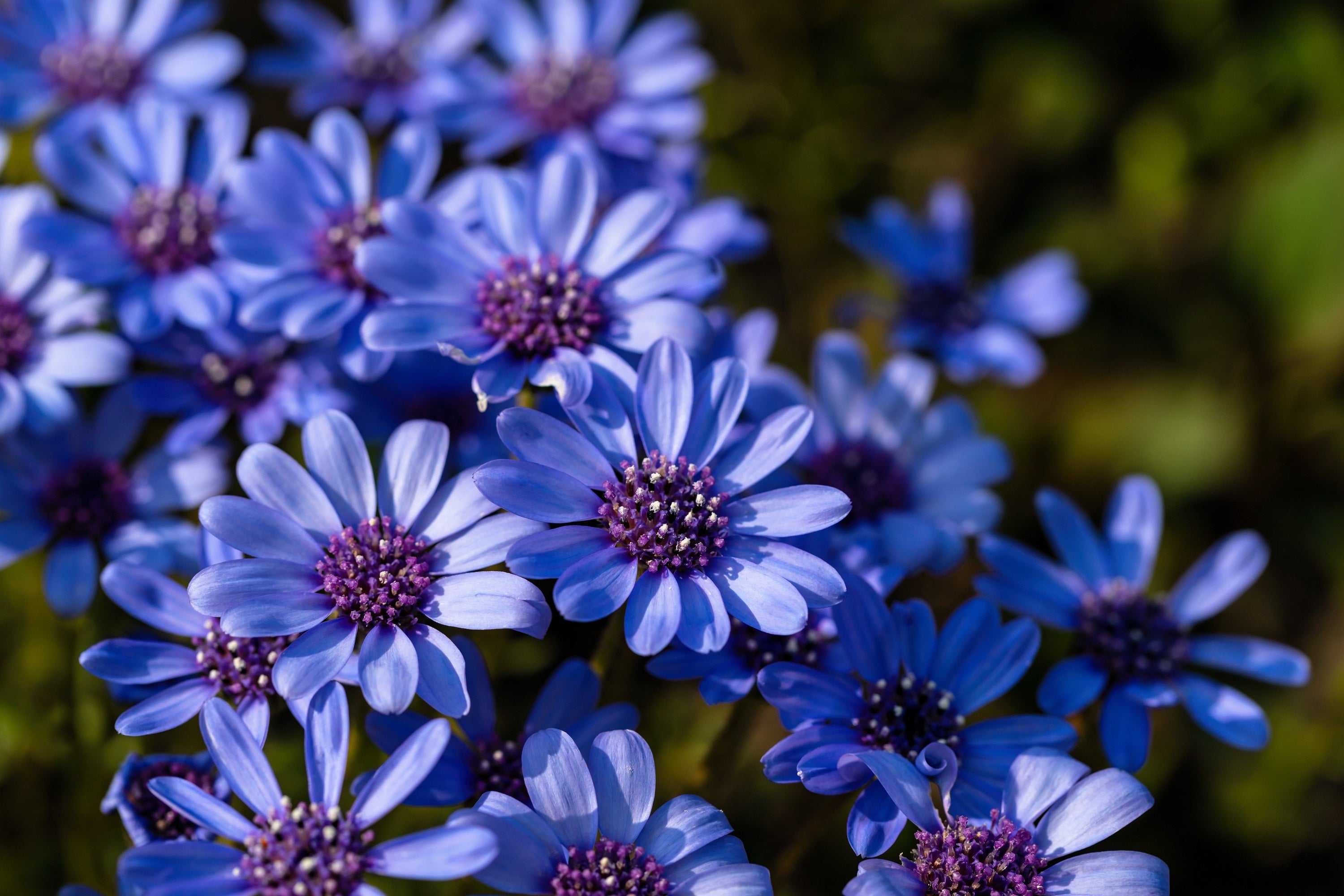 50 BLUE FELICIA DAISY 'The Blues' Heterophylla Kingfisher Flower Seeds