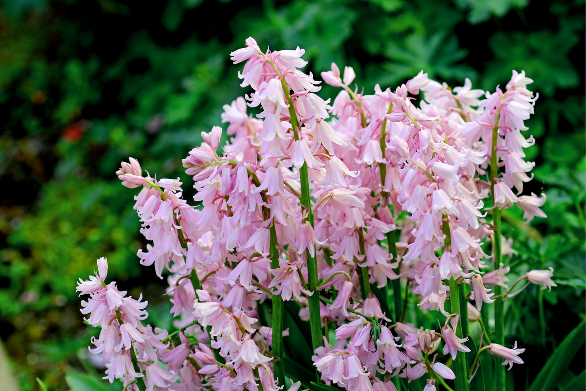 10 WOOD HYACINTH Mixed Colors English Woodland Spanish Bluebell Scilla Campanulata Hyacinthoides Hispanica Pink Purple White Flower Seeds