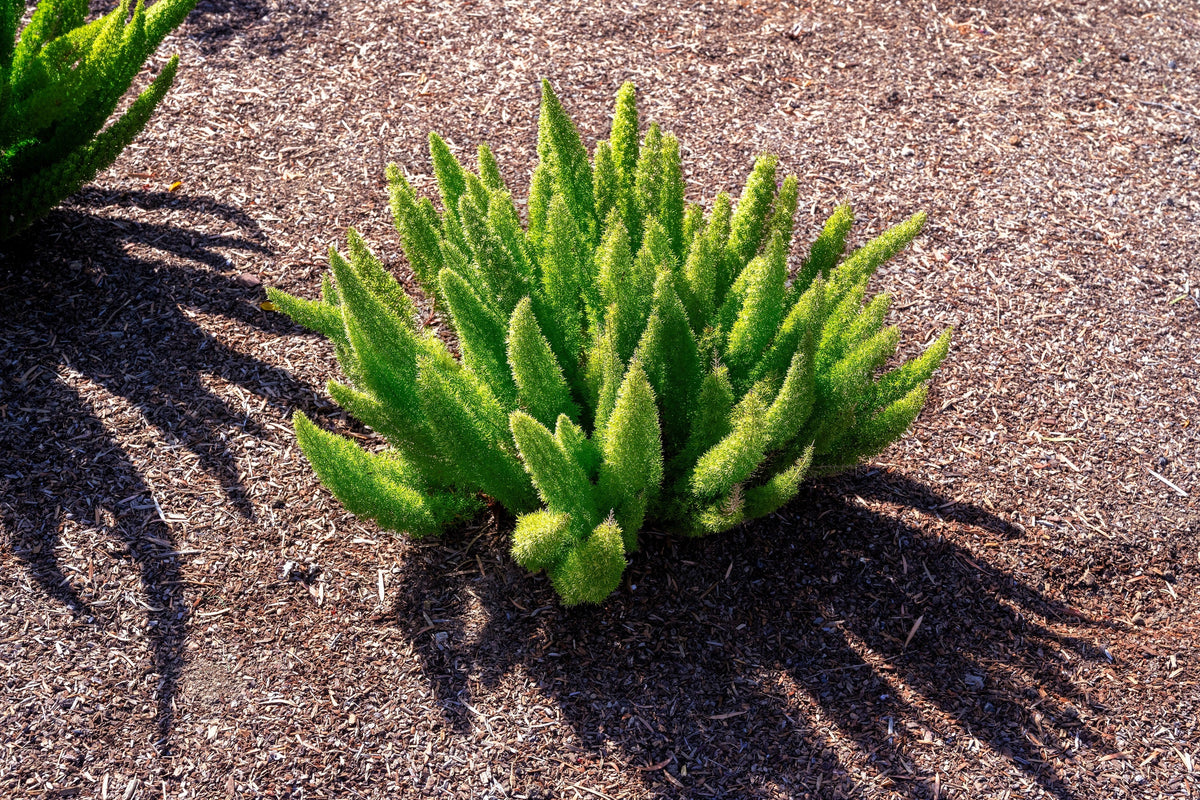 10 EMERALD ASPARAGUS FERN A. Densiflorus Mazeppa Houseplant Flower Seeds