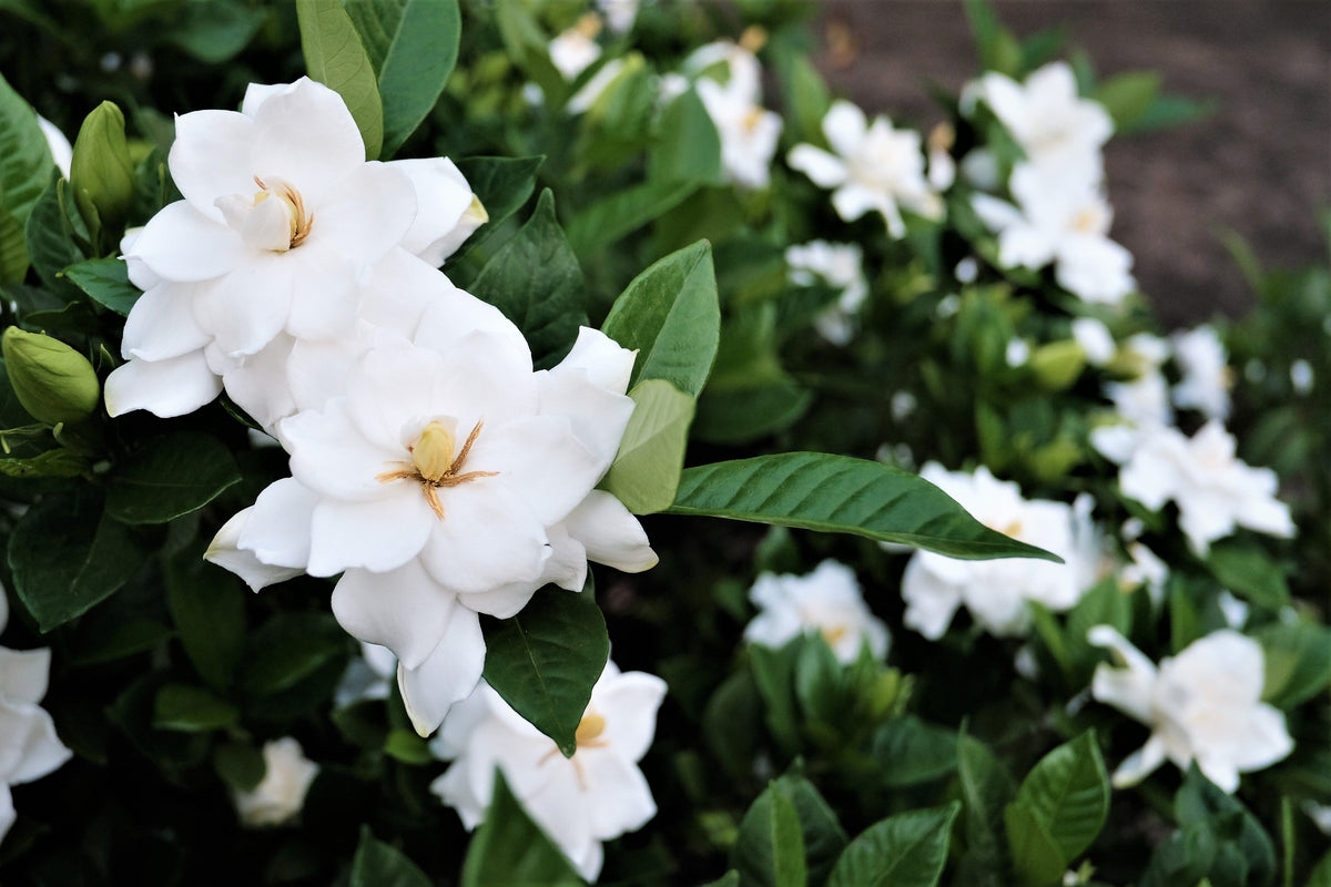 50 GARDENIA Jasminoides / CAPE JASMINE Fragrant White Shrub Houseplant Flower Seeds