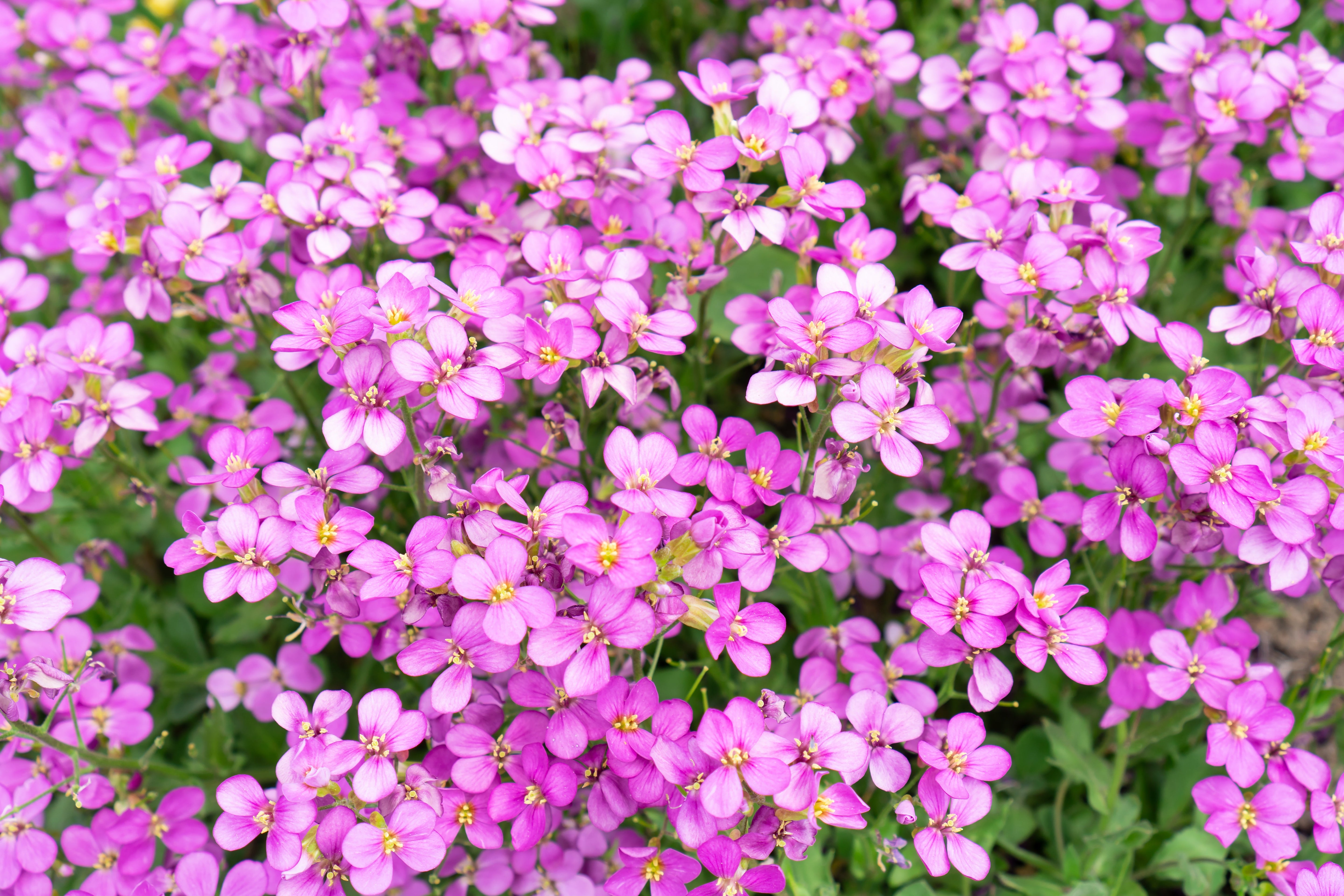 400 RAINBOW ROCKCRESS Rock Cress Large Flowered Aubrieta Cultorum Flower Seeds