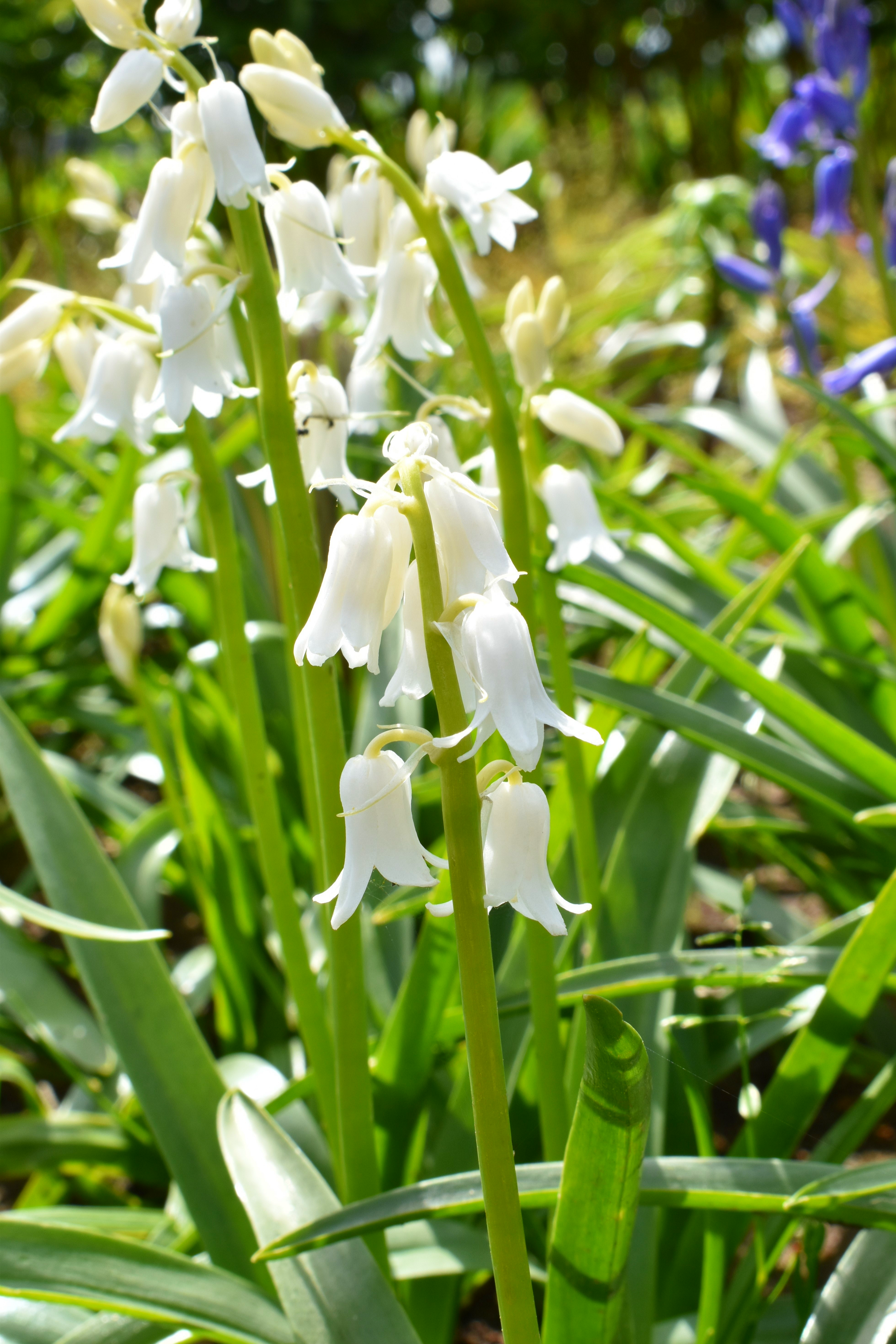 10 WOOD HYACINTH Mixed Colors English Woodland Spanish Bluebell Scilla Campanulata Hyacinthoides Hispanica Pink Purple White Flower Seeds