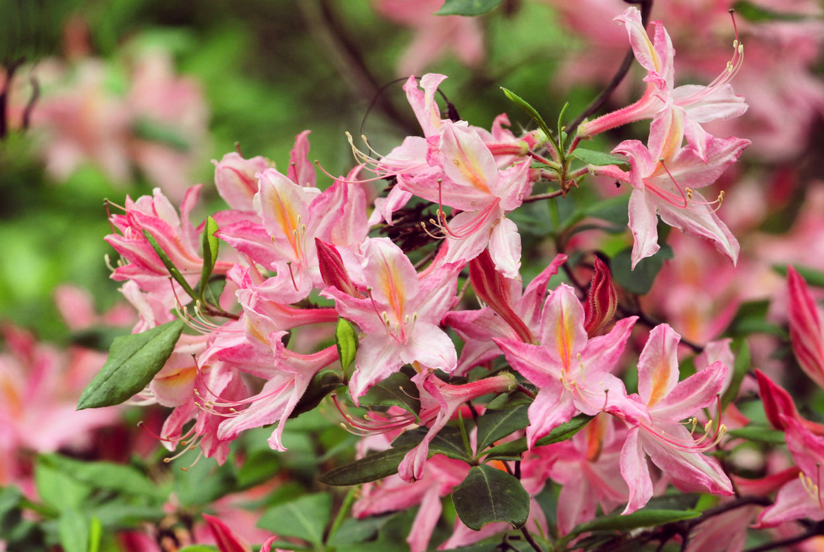 20 WESTERN AZALEA Pink White Yellow Shrub Flower Rhododendron Occidentale Seeds