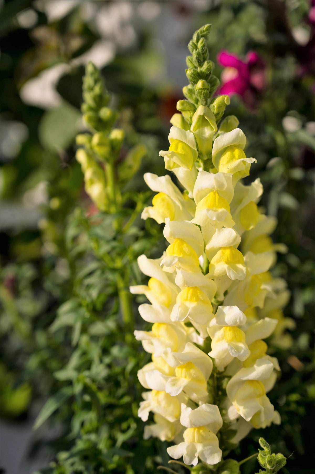 500 BUTTER & EGGS TOADFLAX Linaria Vulgaris Wild Snapdragon Bicolor Yellow Flower Seeds