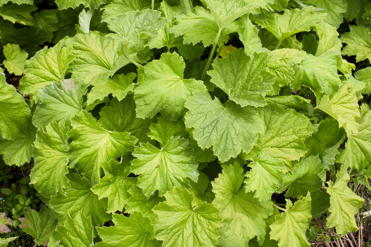 100 HEUCHERA FIREFLY Coral Bells Heuchera Sanguinea Red Flower Shade Seeds