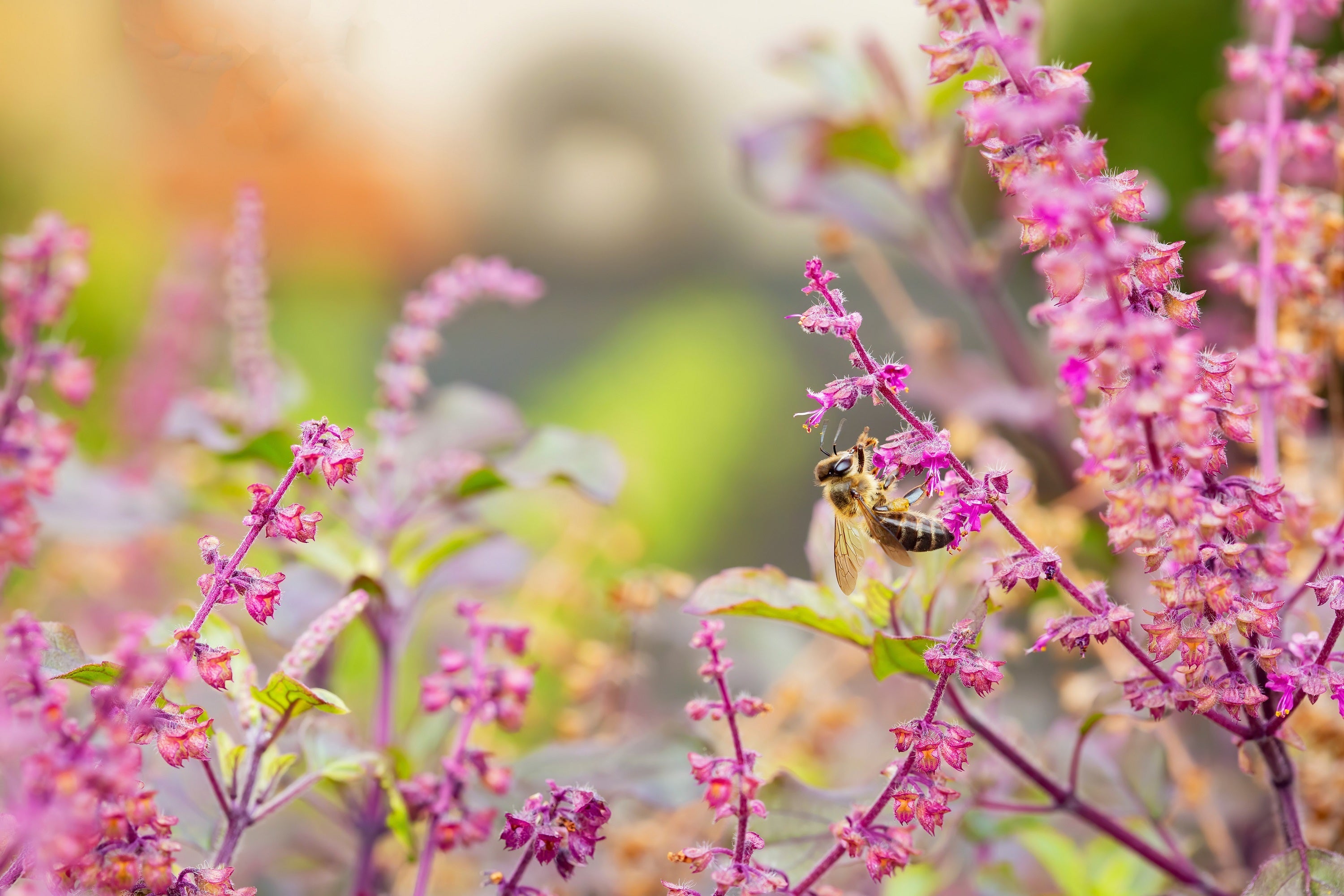 Purple Krishna Tulsi Holy Basil Seeds - Thumbnail 4
