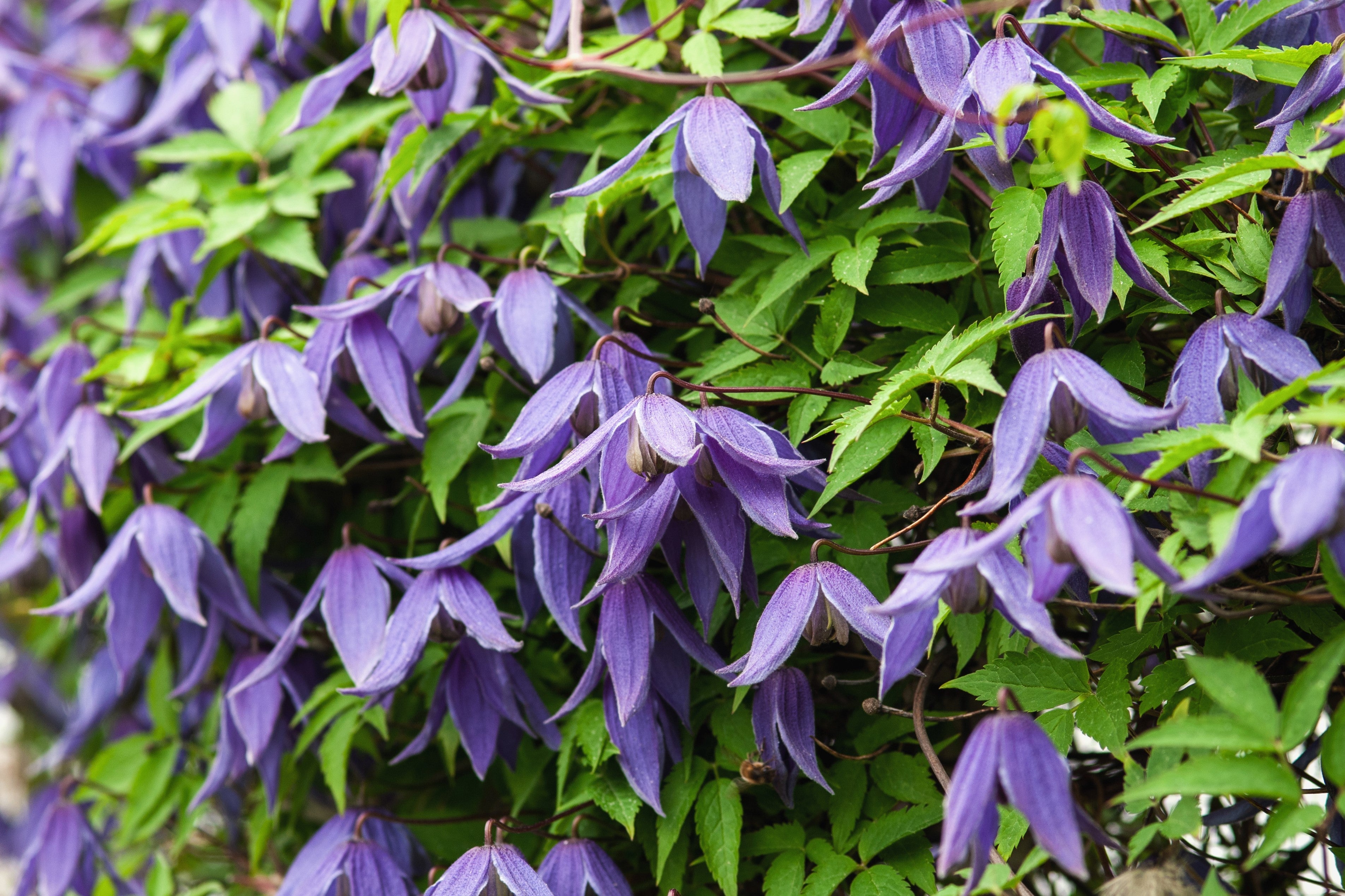10 PURPLE ALPINE CLEMATIS Alpina Virgin's Bower Flower Vine Seeds