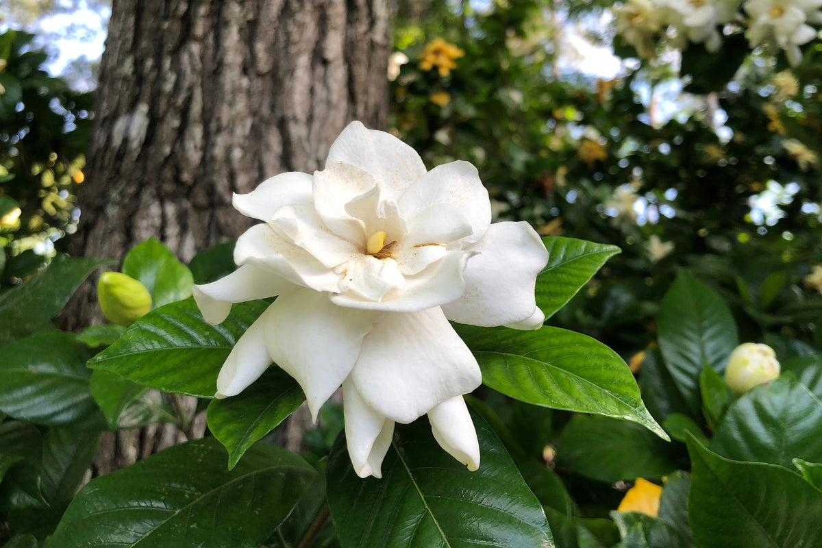 50 GARDENIA Jasminoides / CAPE JASMINE Fragrant White Shrub Houseplant Flower Seeds