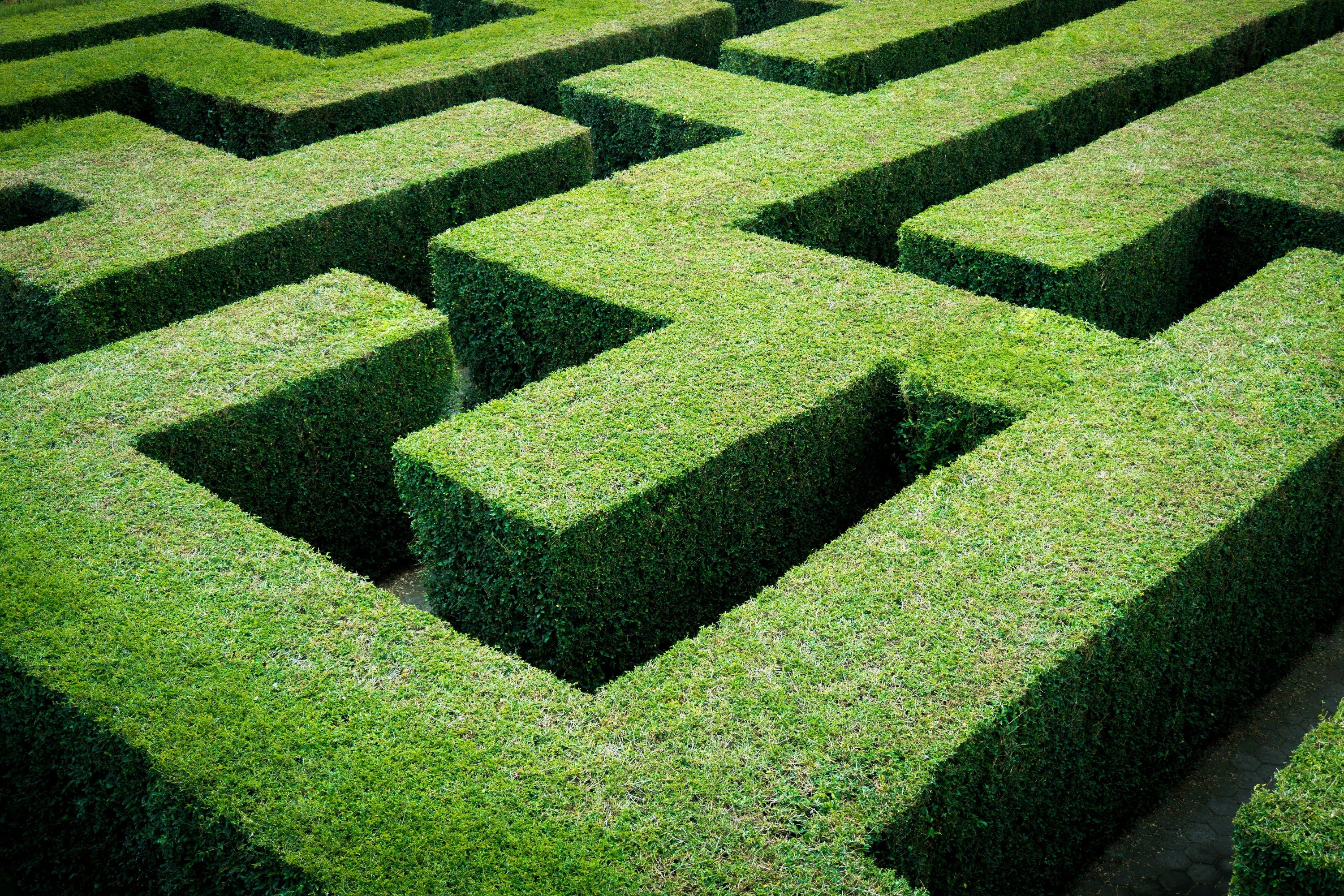 30 AMERICAN BOXWOOD Common Buxus Sempervirens European Box Shrub Seeds
